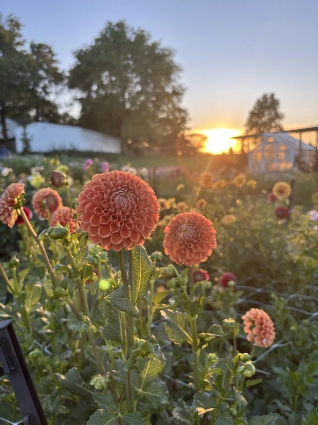 dahlias in flower field at sunset