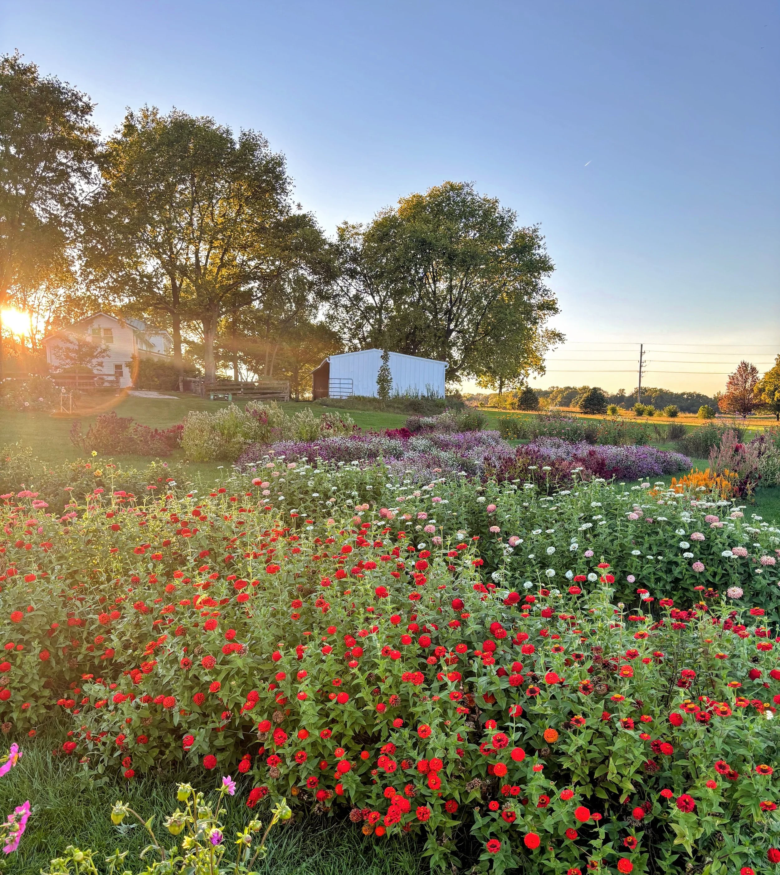 flower field at sunset