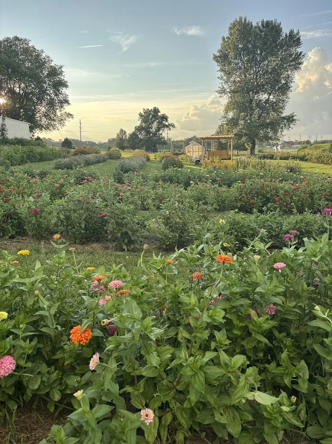flower field in July