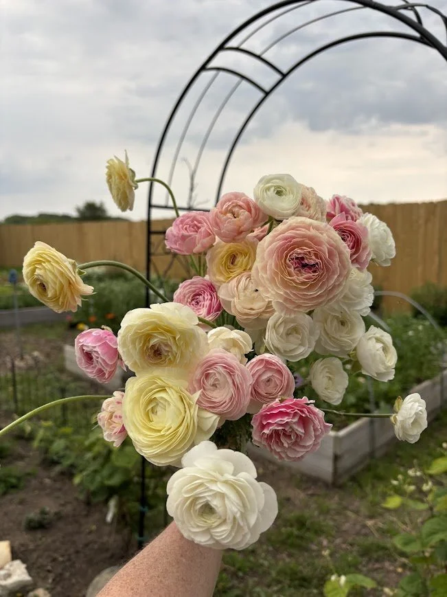 ranunculus pf june 25.jpg
