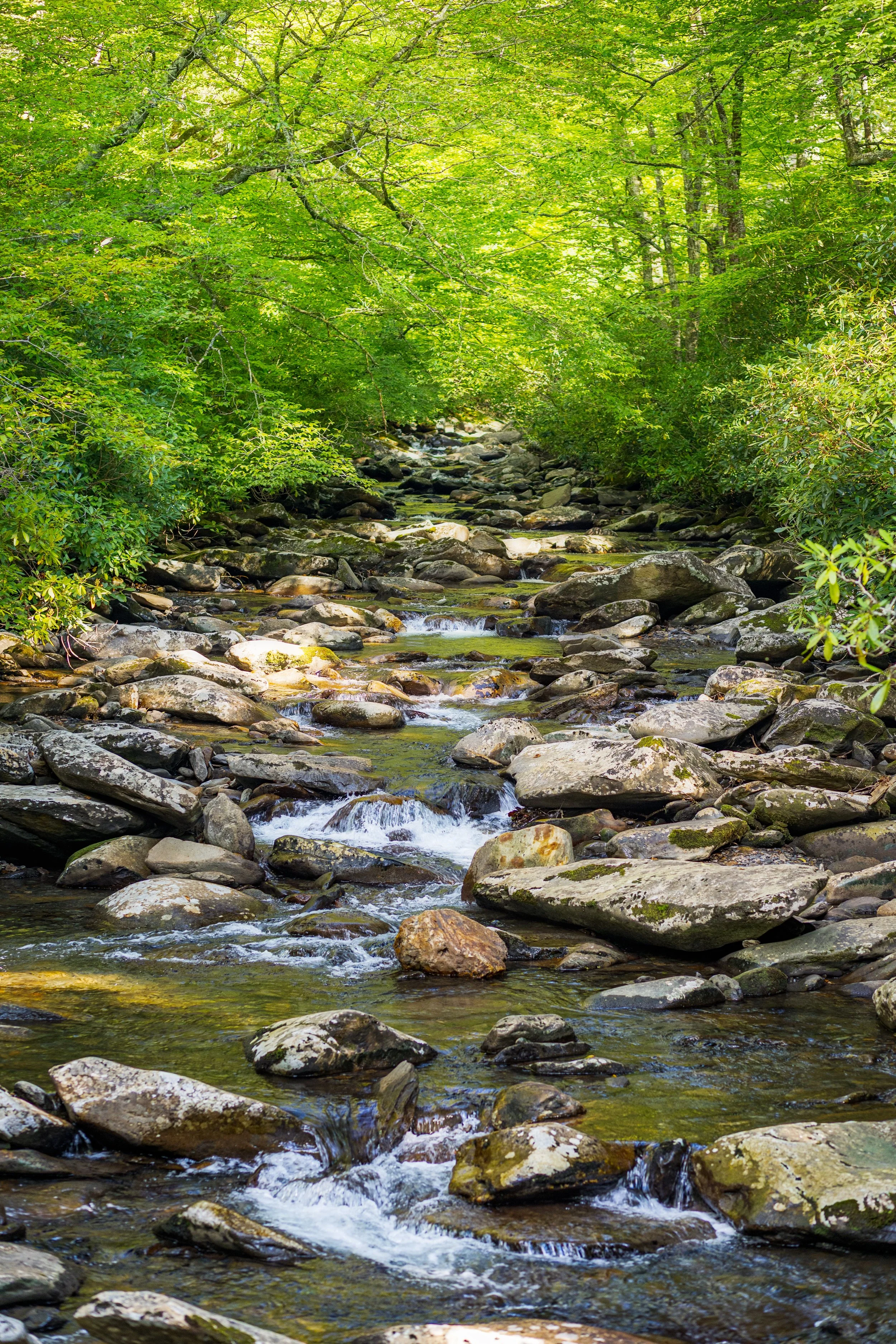 IMG_3774SS.jpg