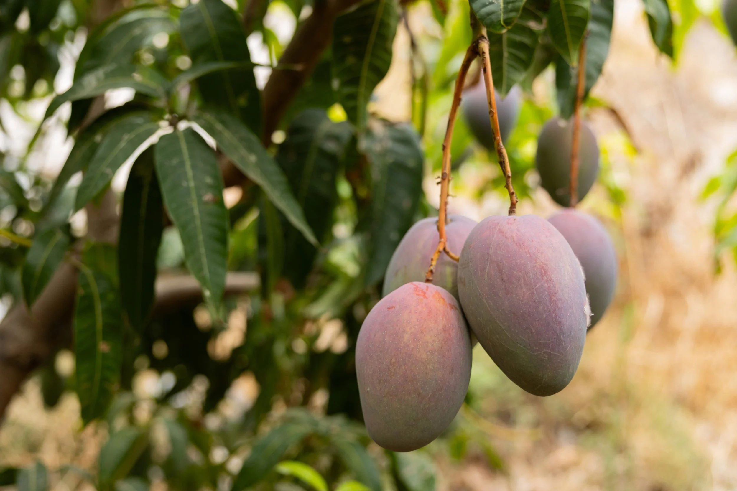 Agronomía del mango: fenología, agua y nutrición