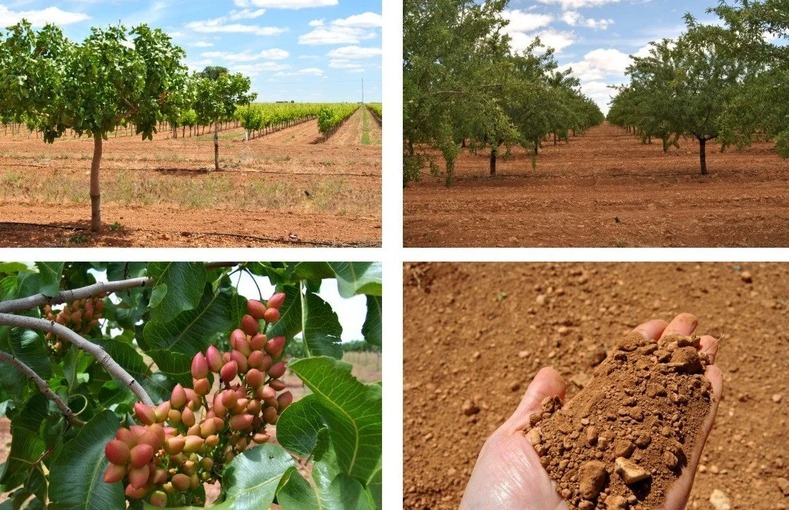 Tomelloso Assets.jpg