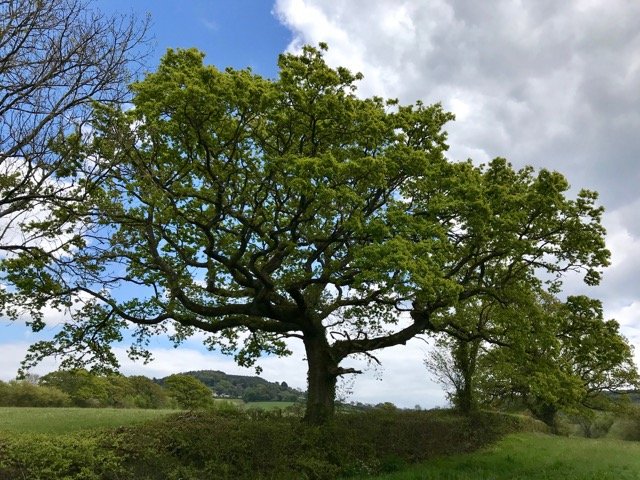 Mature tree on the riverside walk to the beach