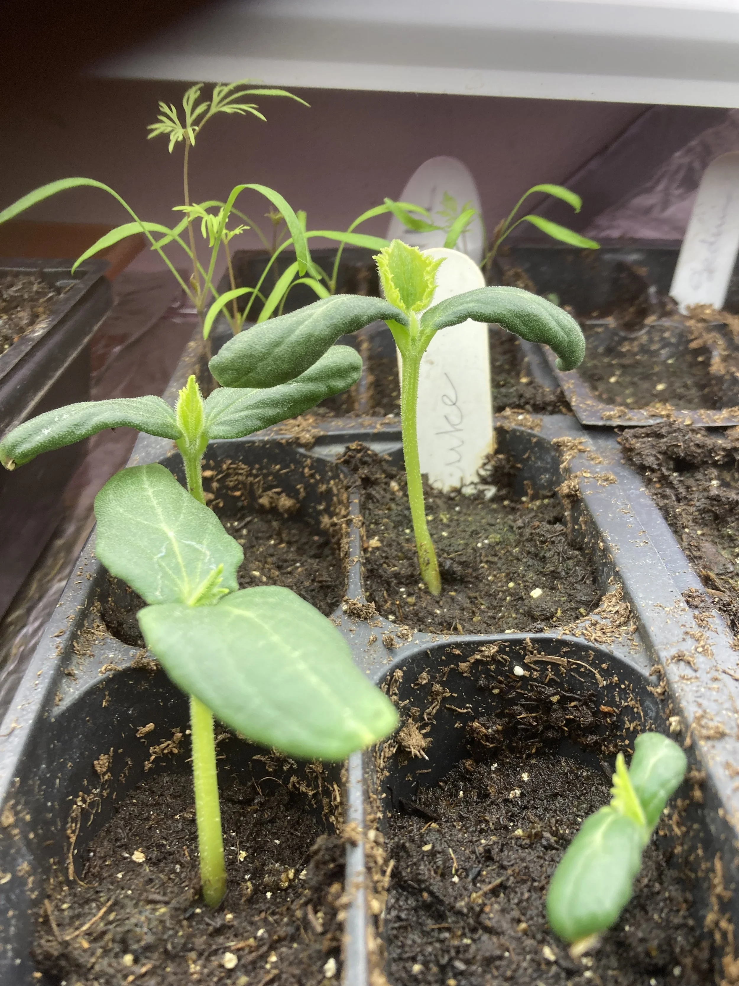 Sunrise and Springtime