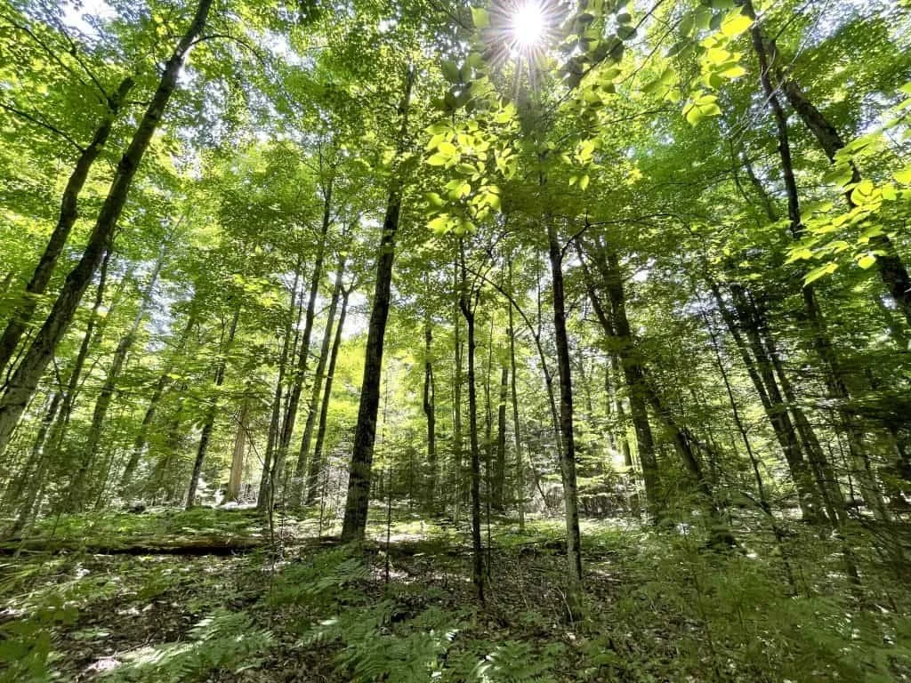 Native Trees Of Door County’s Upland Forests