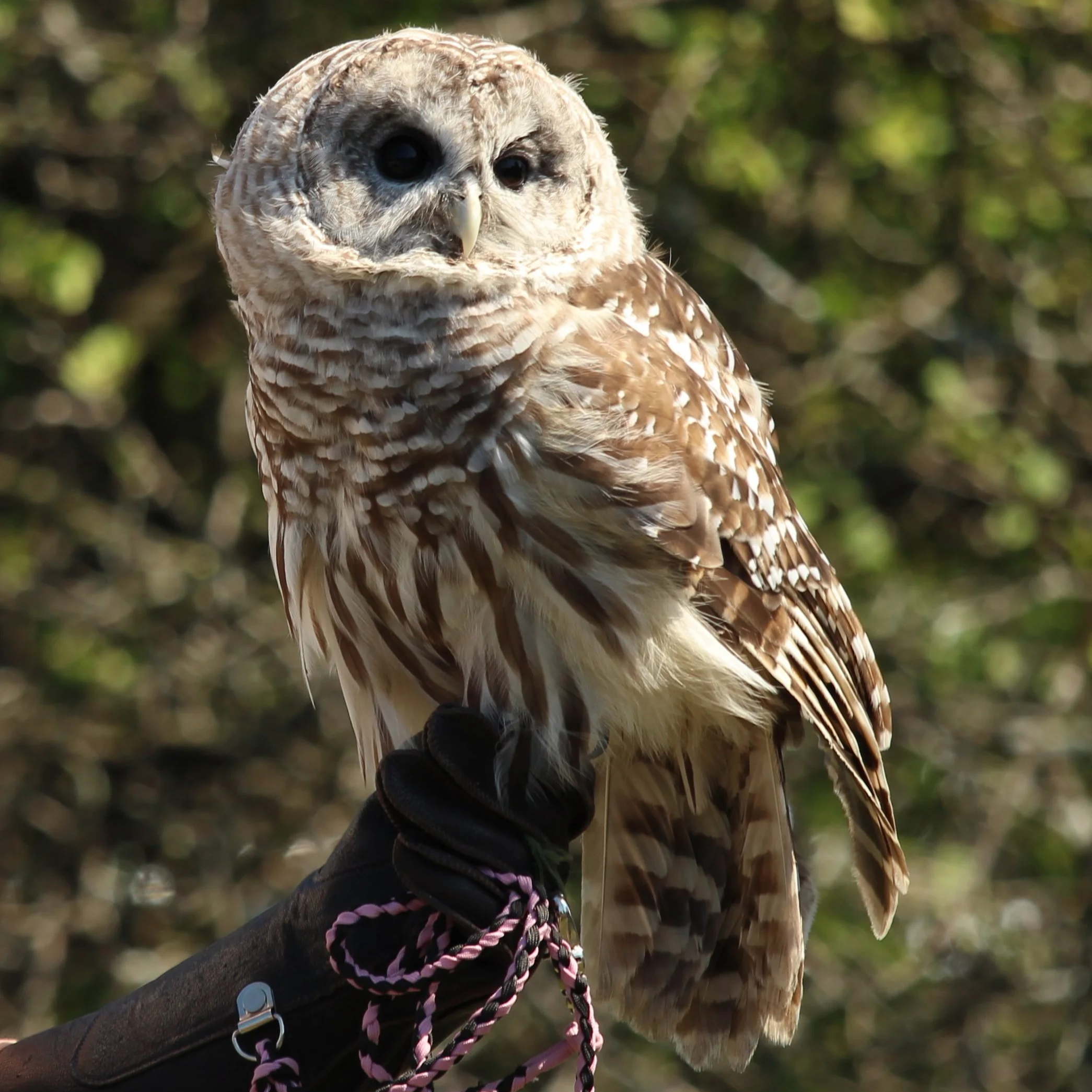 Open Door Bird Sanctuary Hunters of the Sky