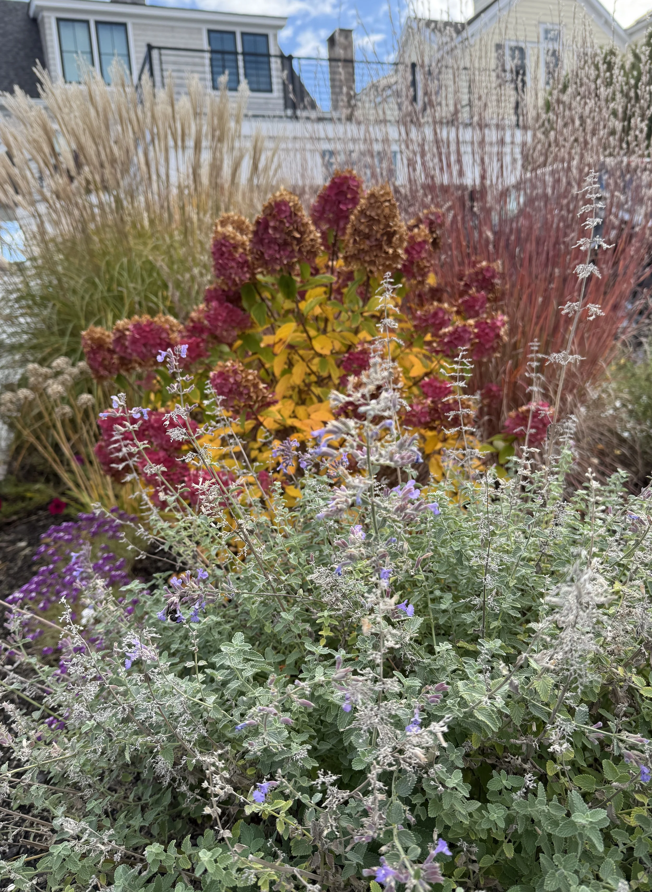 Colorful garden with various flowers, including grasses and hydrangeas, with residential houses in the background.