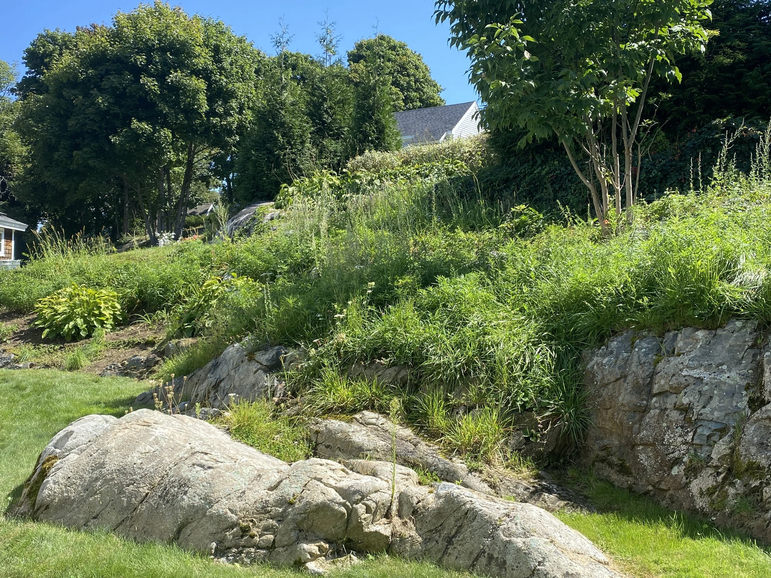 An overgrown garden with large rocks, green grass, and various plants and trees under a clear blue sky.