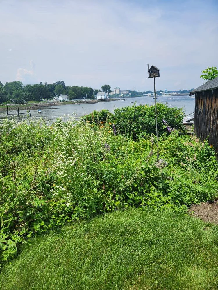 An overrun garden of weeds with various flowers and plants near a waterfront, with a birdhouse on a tall pole, and water with boats and buildings in the background.