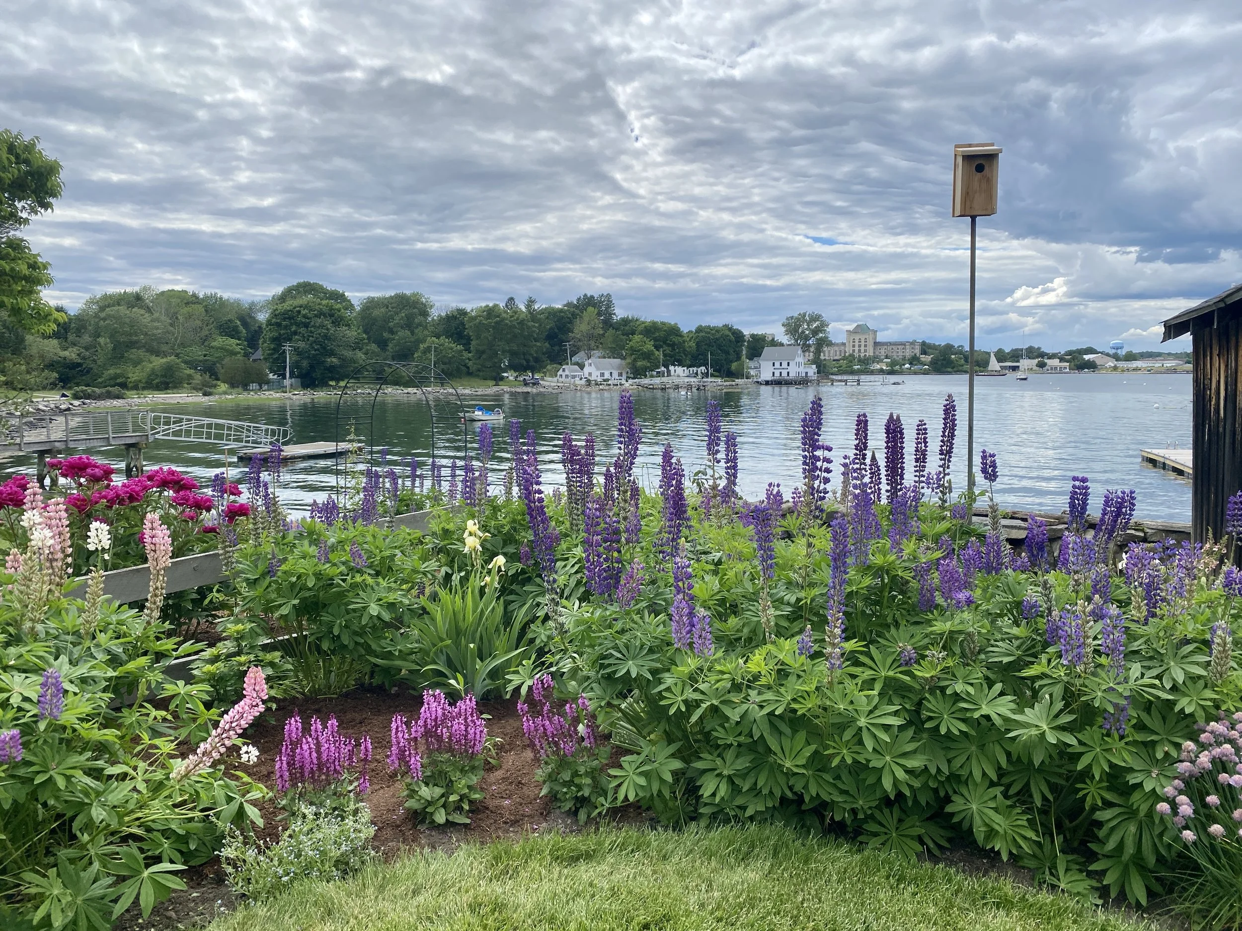 Flowers blooming near a waterfront with purple and pink blossoms, a birdhouse on a pole, a small dock, water, trees, and buildings in the distance under a cloudy sky.