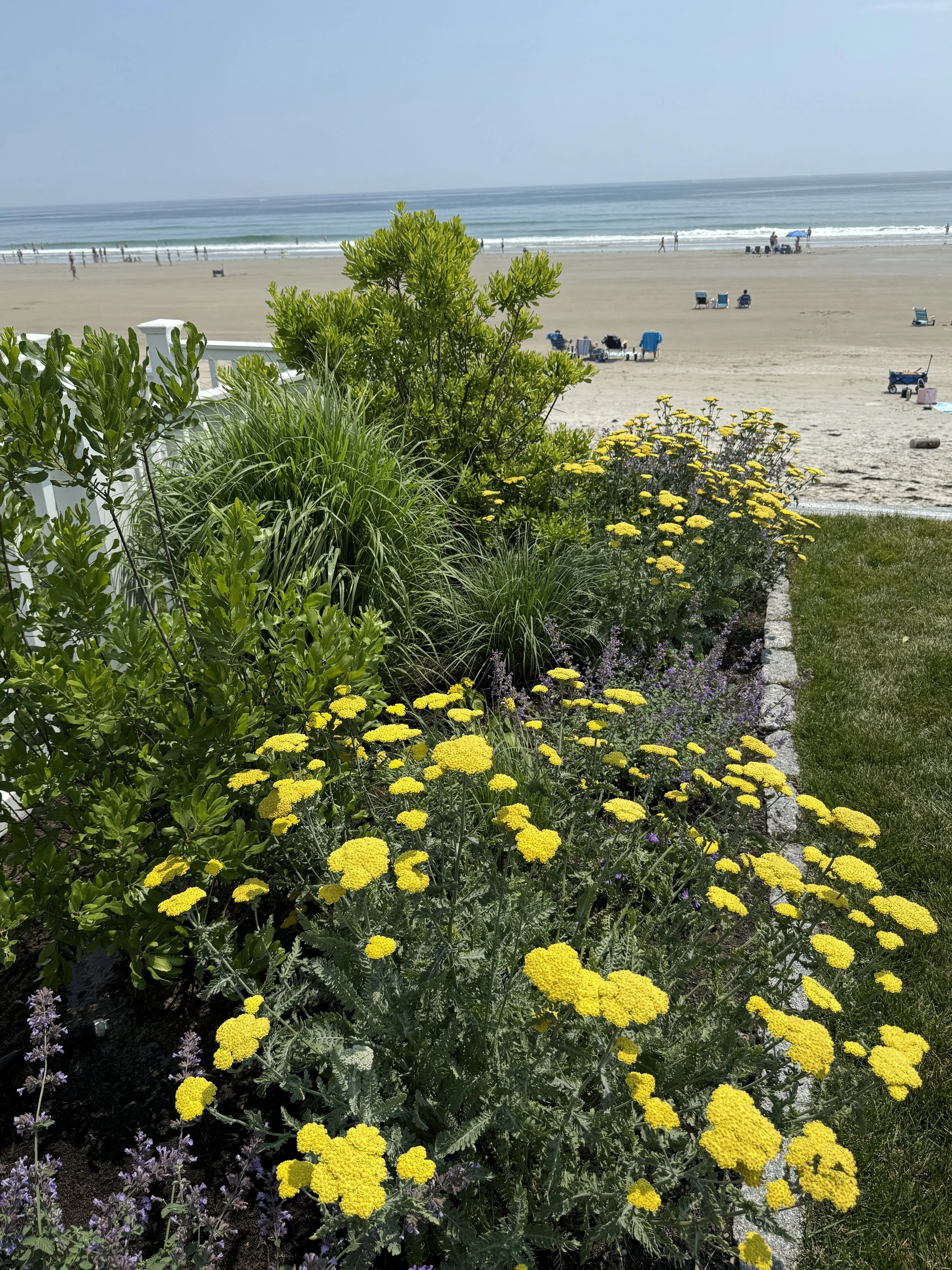 Colorful garden with yellow flowers near a beach with sand, ocean waves, and beach chairs in the background.