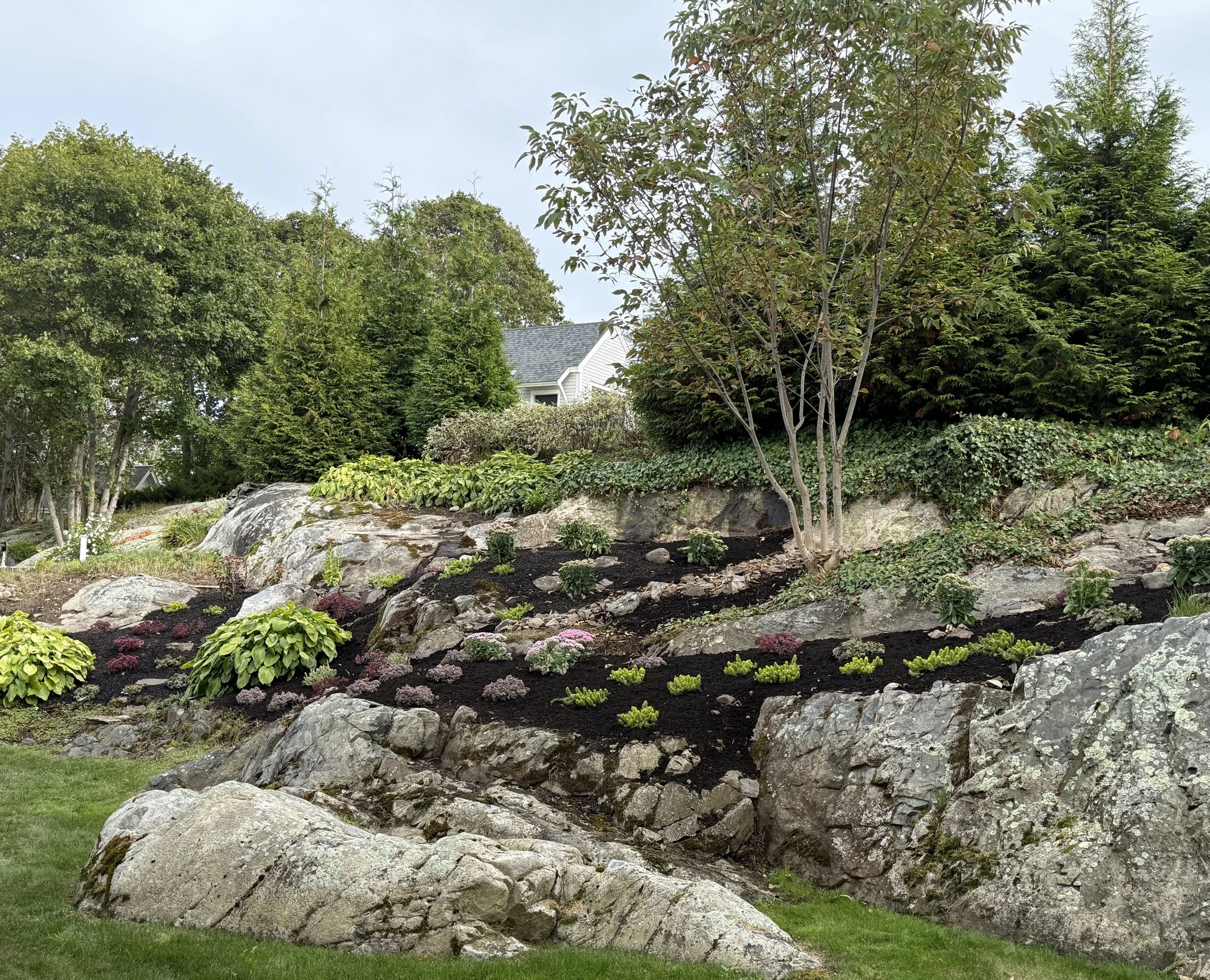 A reclaimed garden with rocks, various plants, and trees on a gentle slope, with a house and additional trees in the background.