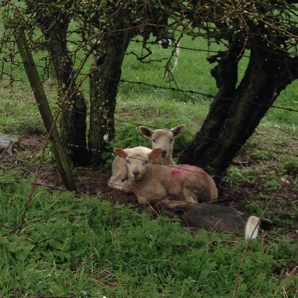Spring lambs © Amanda Wagstaff 2016