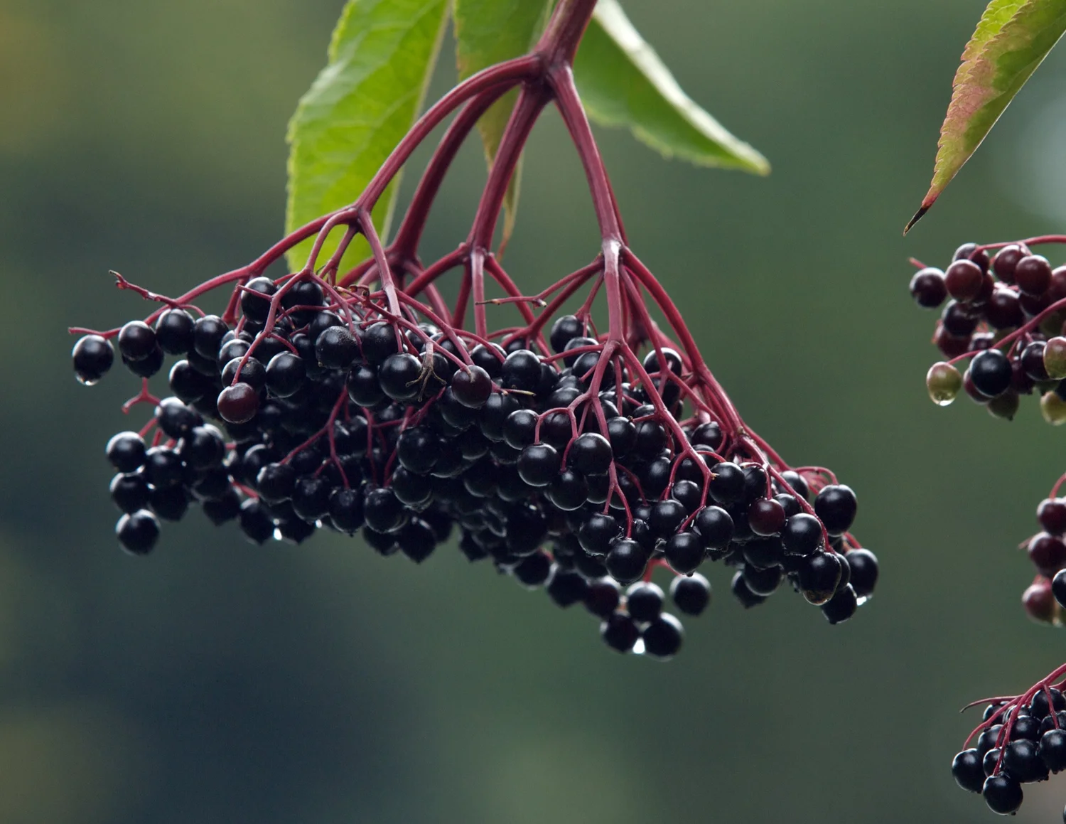 Elderberry Jelly — West Virginia Fruit and Berry