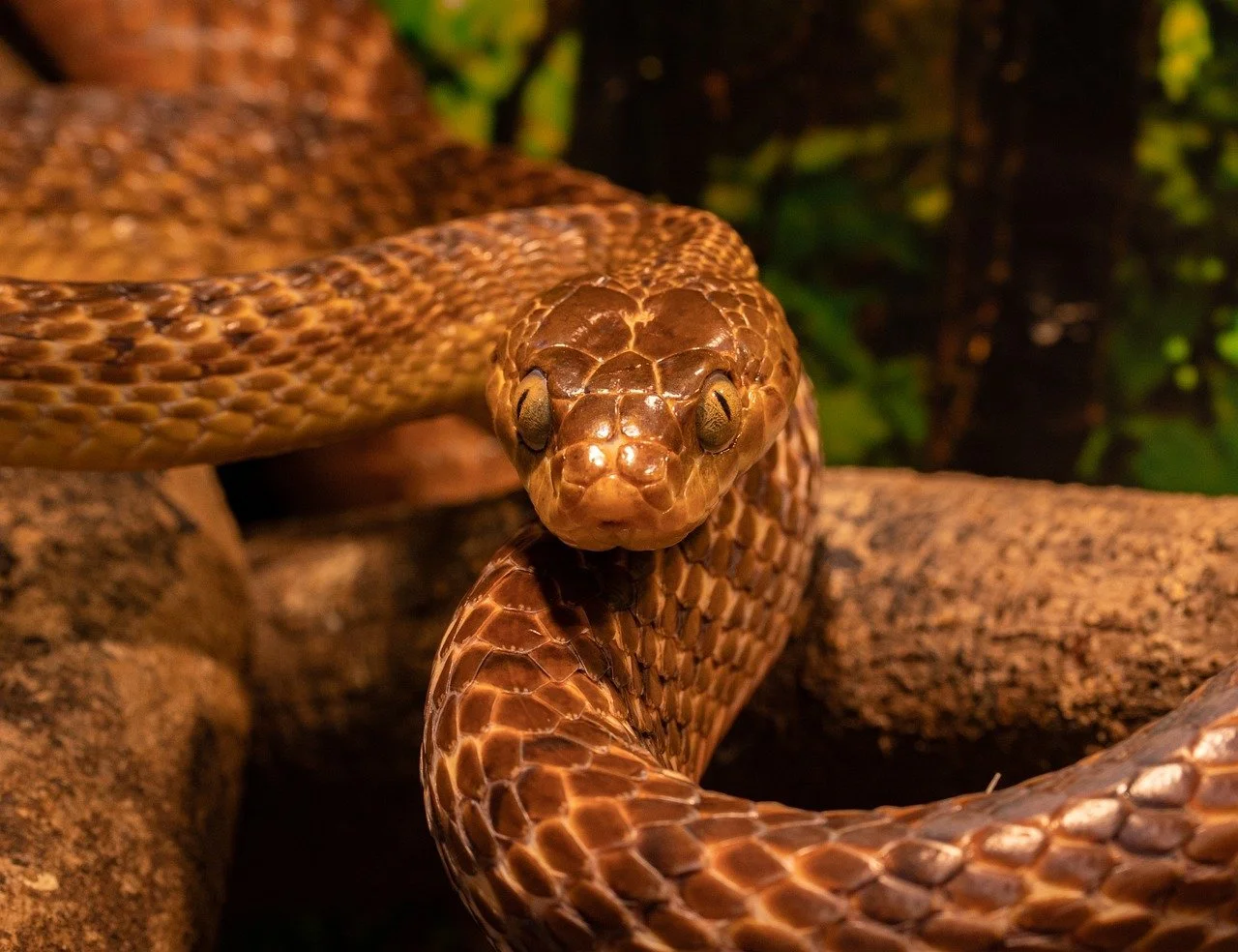 "Prove it!" The Snake Test