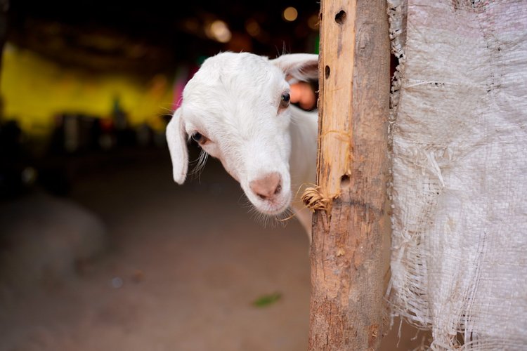 Missing Baby Goat Leads to Jesus