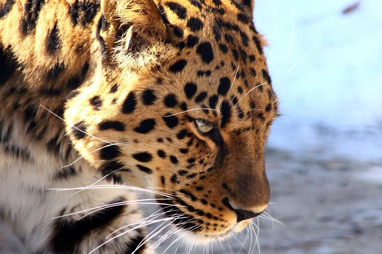 Leopards on the Stairs
