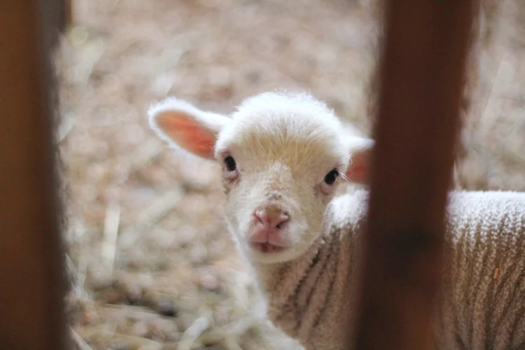 Blessings in the Sheep Shed