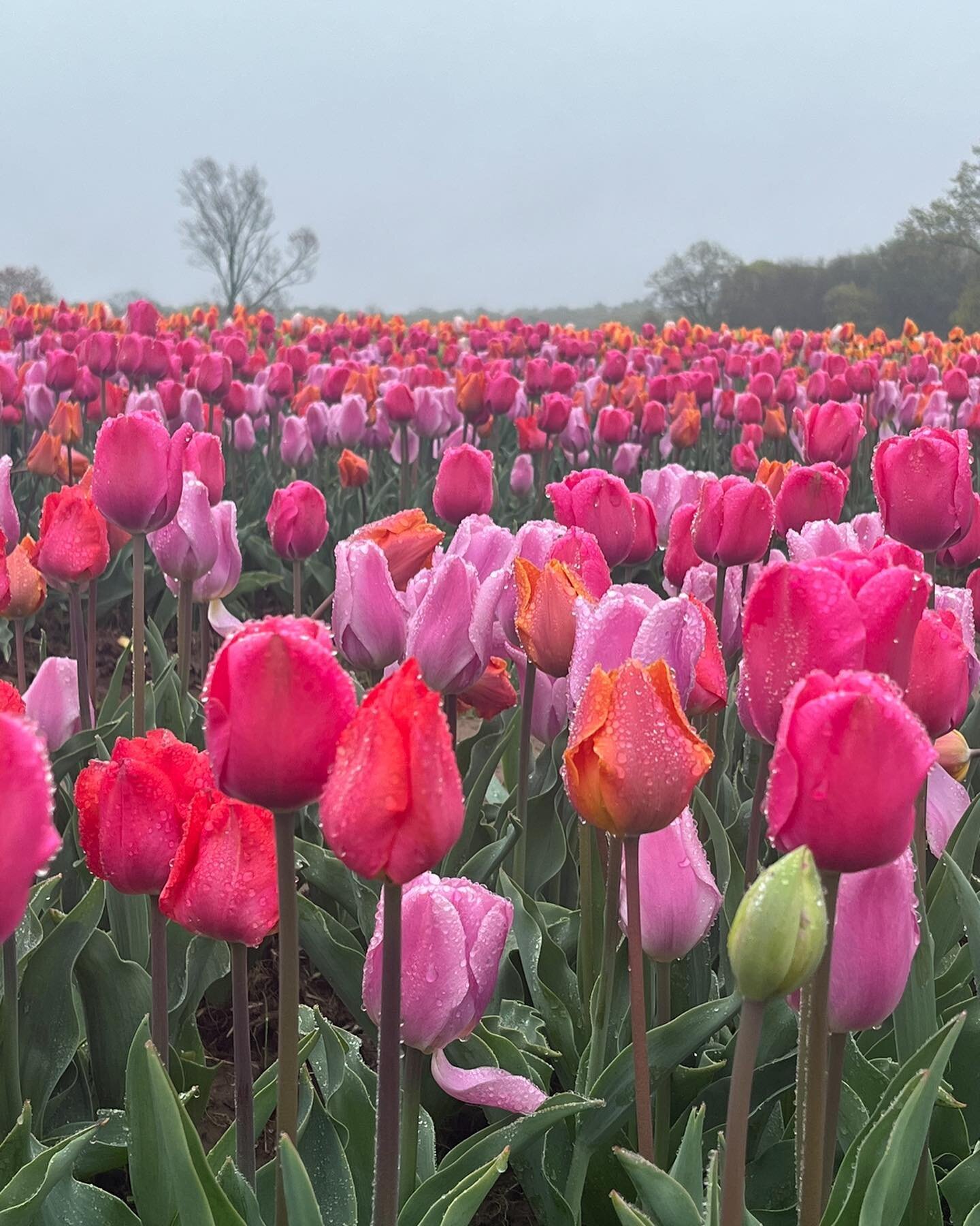 Wicked tulips
