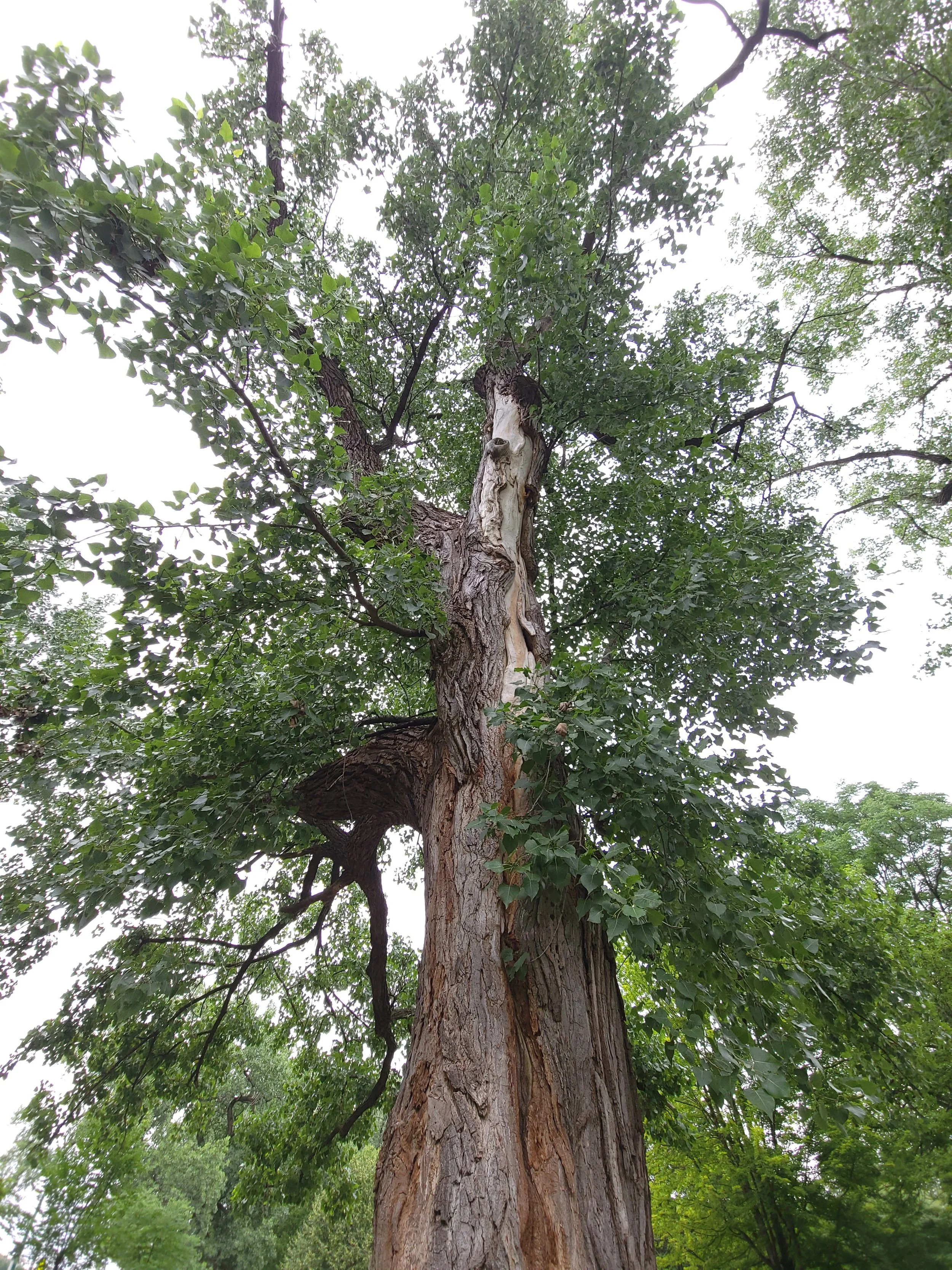 GRO Neighborhood Tree Walk