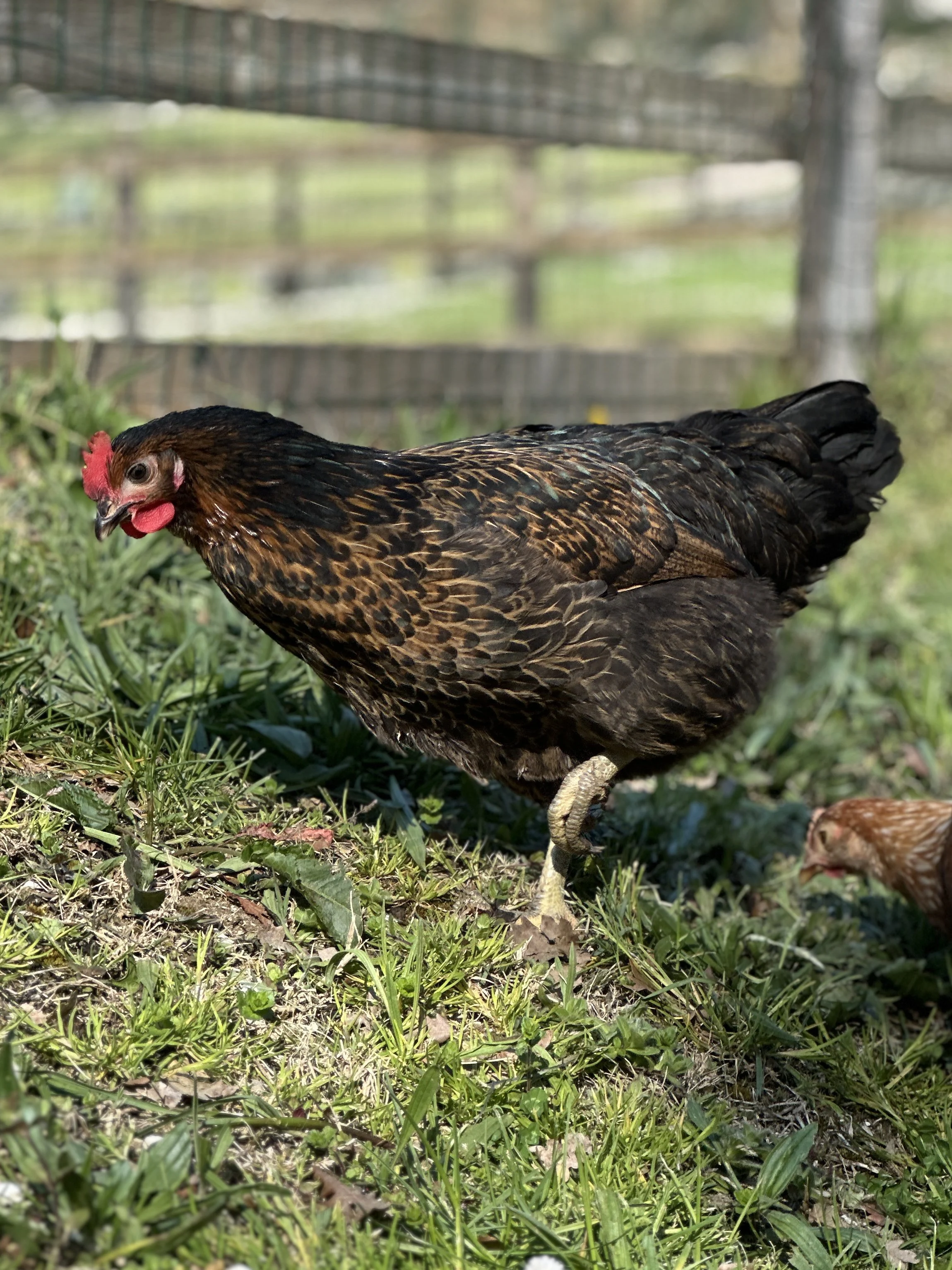 Chicken 1.jpeg