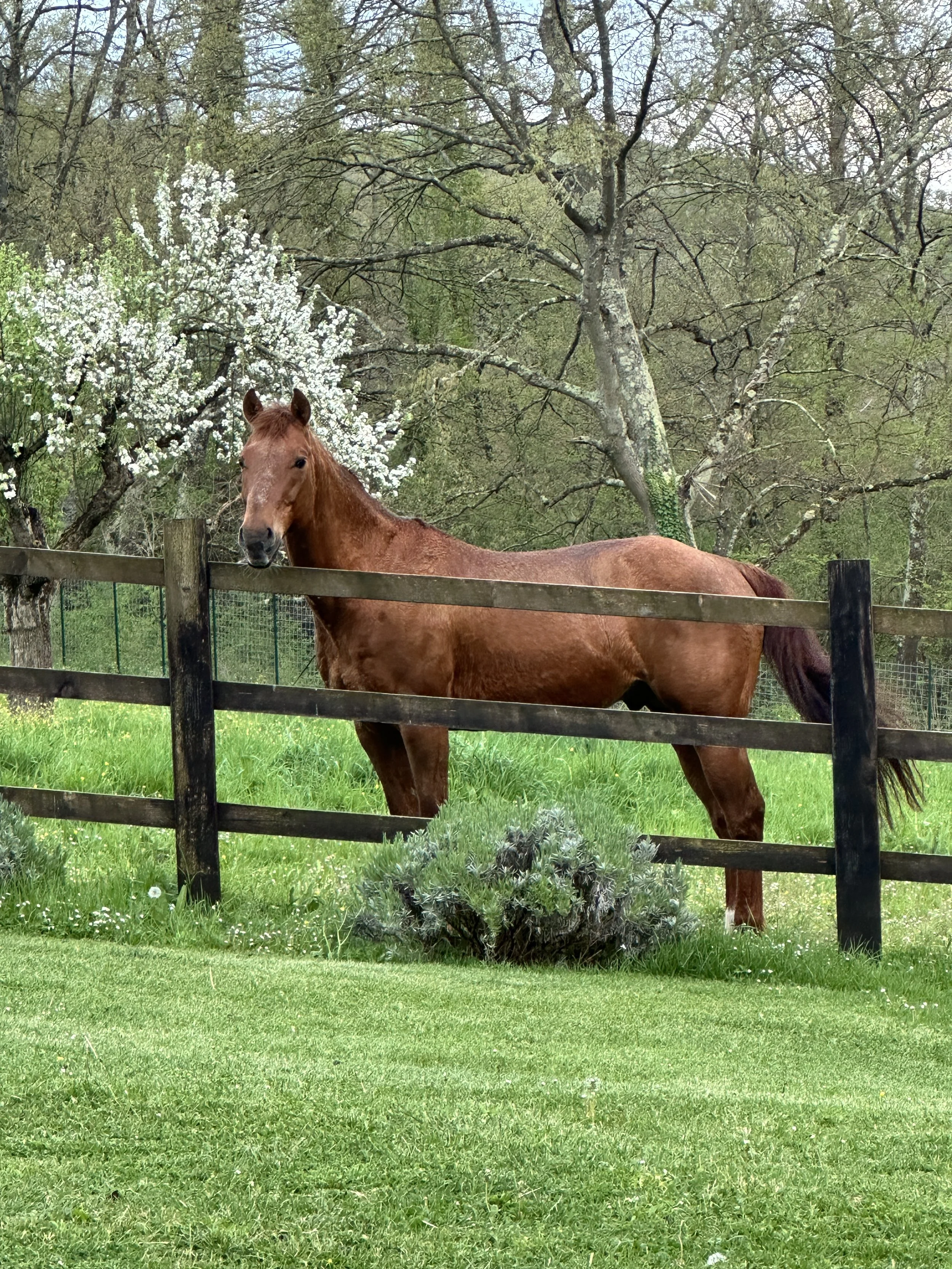 Horse.JPG