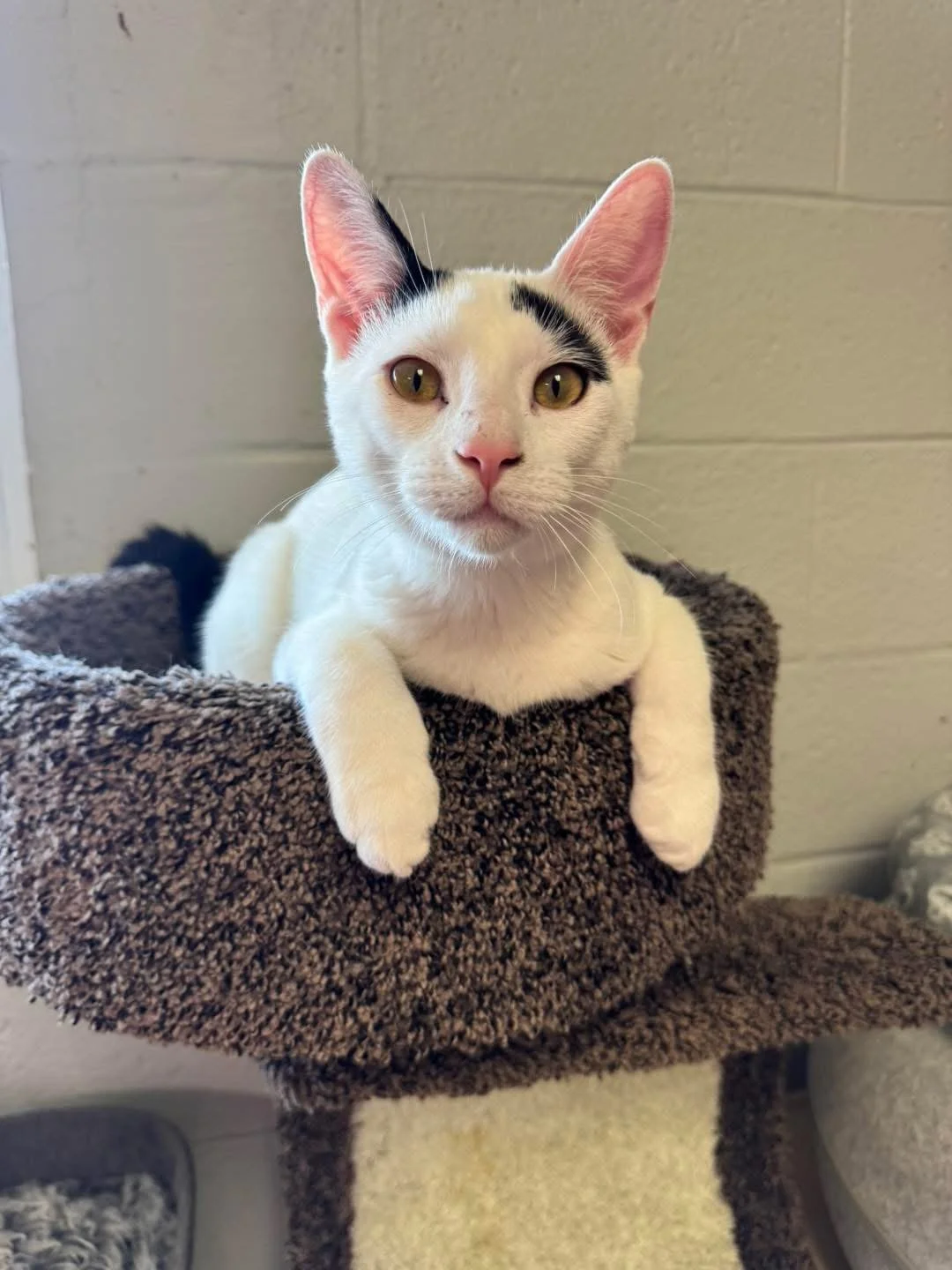 A white cat with black markings on the head, lying on a brown carpeted cat tower, looking directly at the camera.