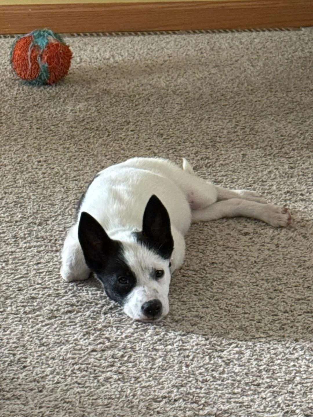 A black and white puppy lying on a beige carpet, looking at the camera with ears perked up. In the background, there is a red and blue ball toy.