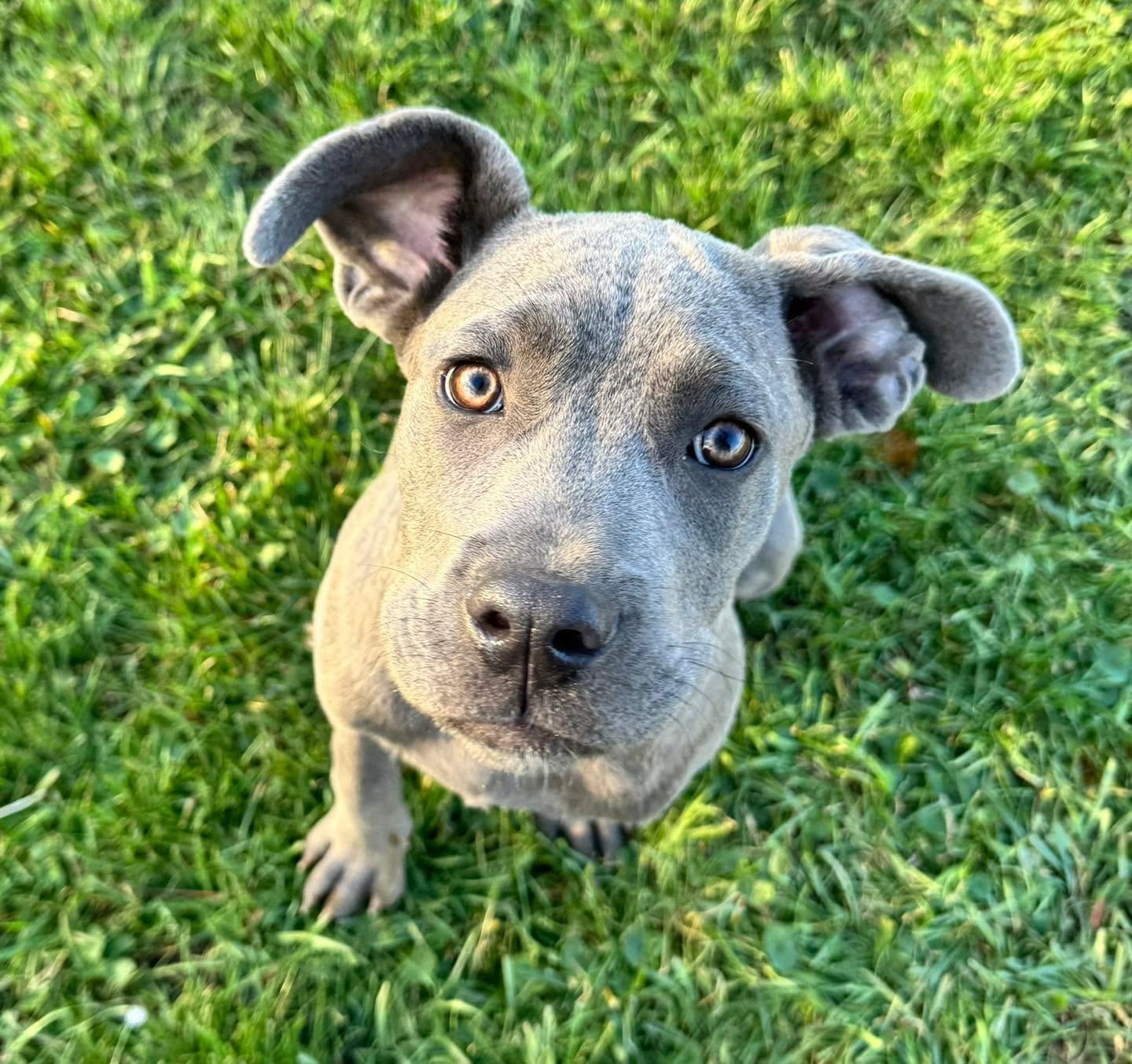 A cute gray puppy with blue eyes looking up on green grass.