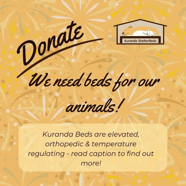 Flyer for Kuranda ShelterBeds requesting donations of beds for animals. Text reads: 'Donate. We need beds for our animals! Kuranda Beds are elevated, orthopedic & temperature regulating - read caption to find out more!' The background has firework designs, and at the top right, a logo with a dog and cat in a shelter labeled 'Kuranda ShelterBeds'.