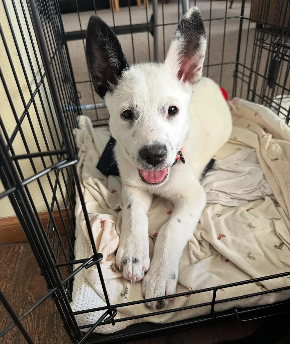 Adopt | Find Your New Friend—Adopt Today — KCHF
