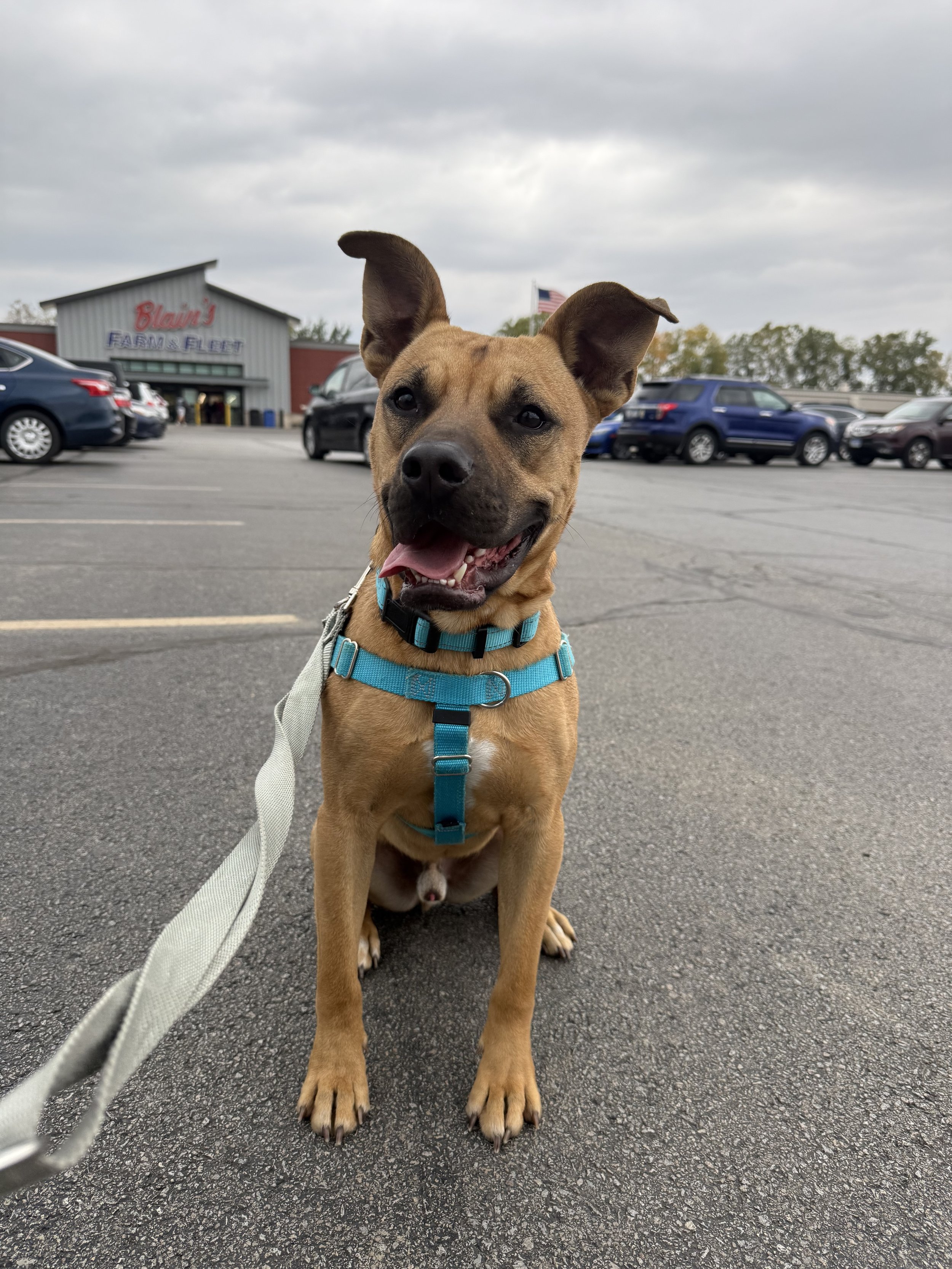 A happy brown dog wearing a teal harness sitting on asphalt in a parking lot, with cars and a store named Blair's FARM & FLEET in the background under a cloudy sky.