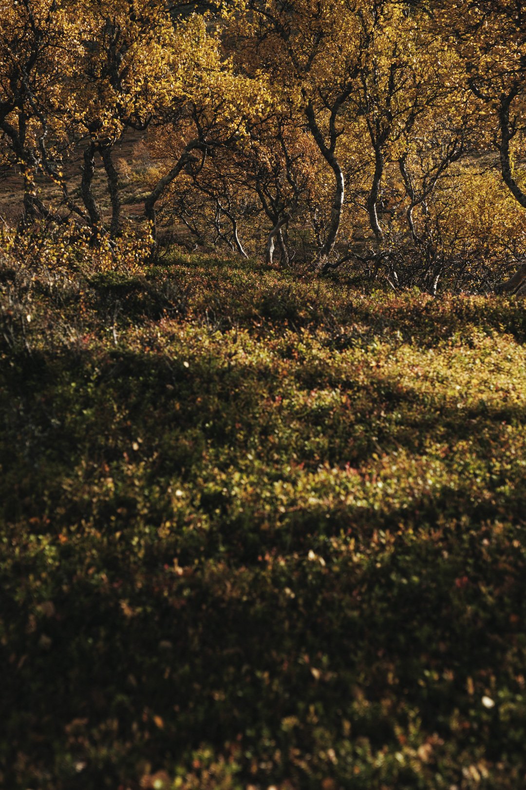 Jämtland_dybtik-27.jpg
