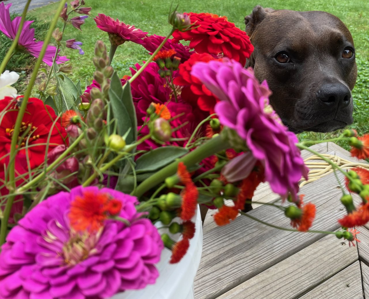 dilly&zinnias2.jpeg