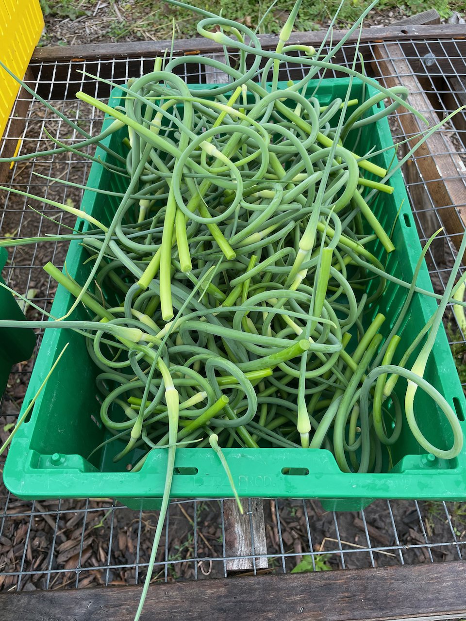 scapes.jpeg