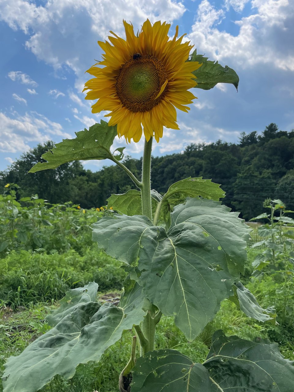 sunny.jpeg