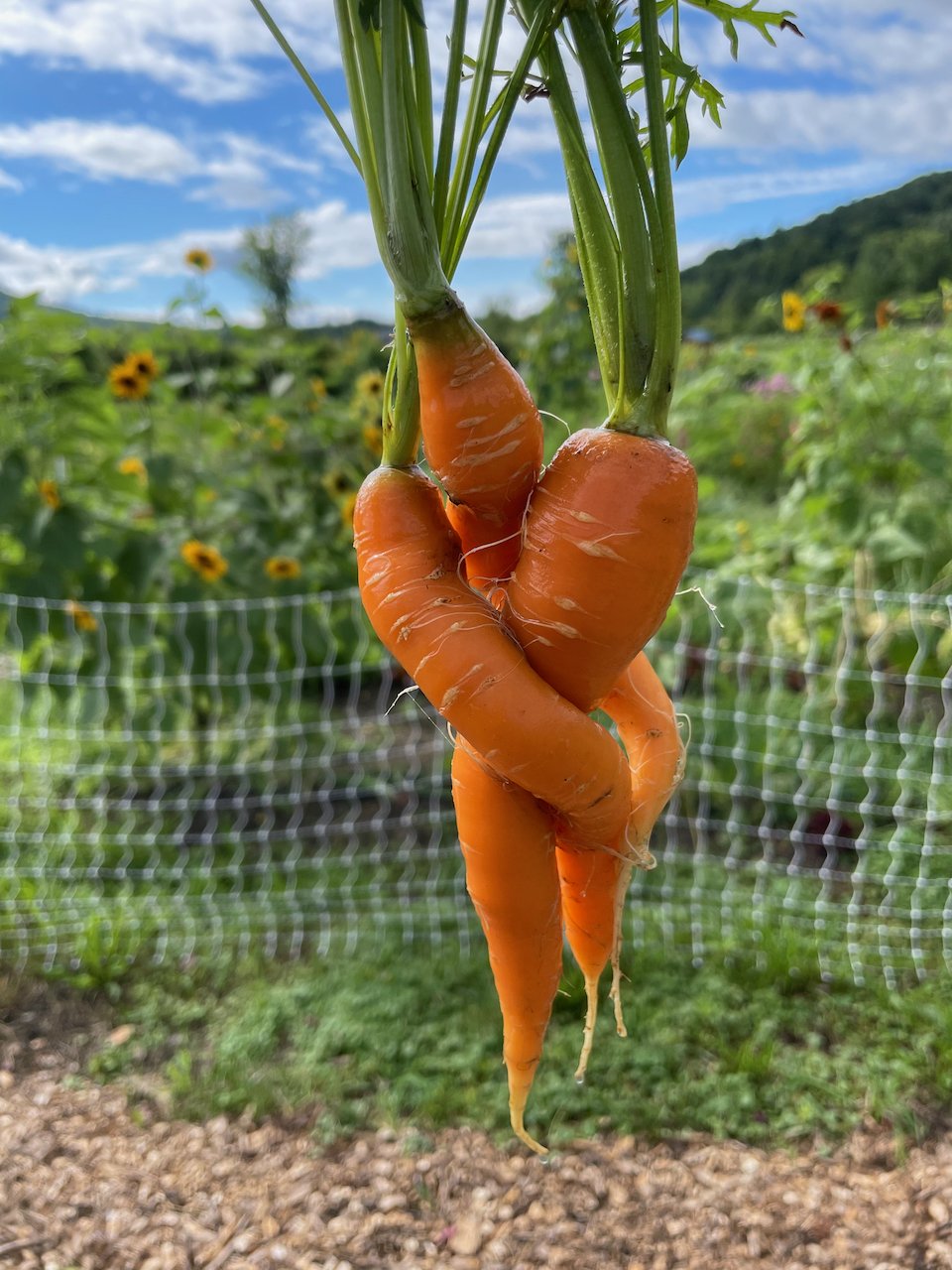 braidedcarrot.jpeg