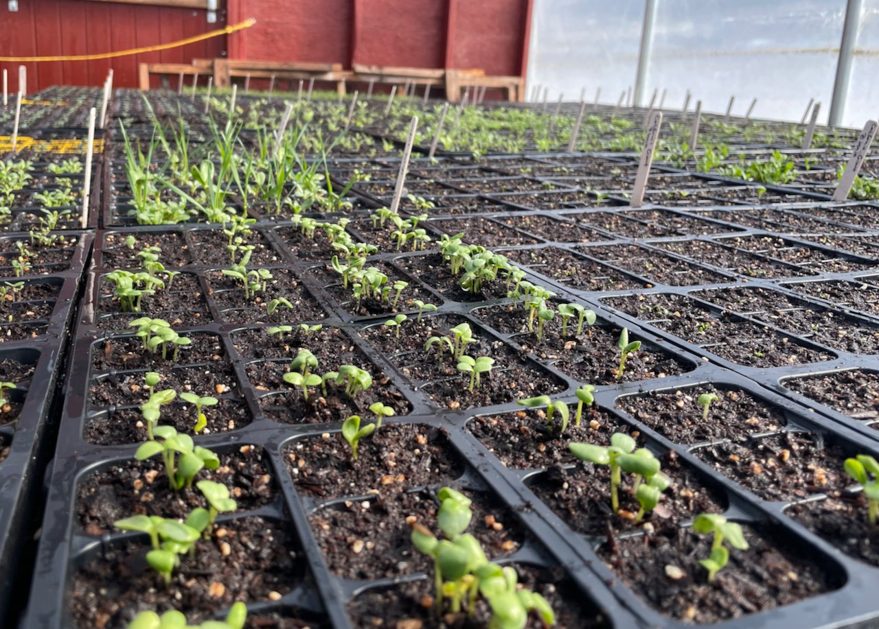 greenhouse.jpeg