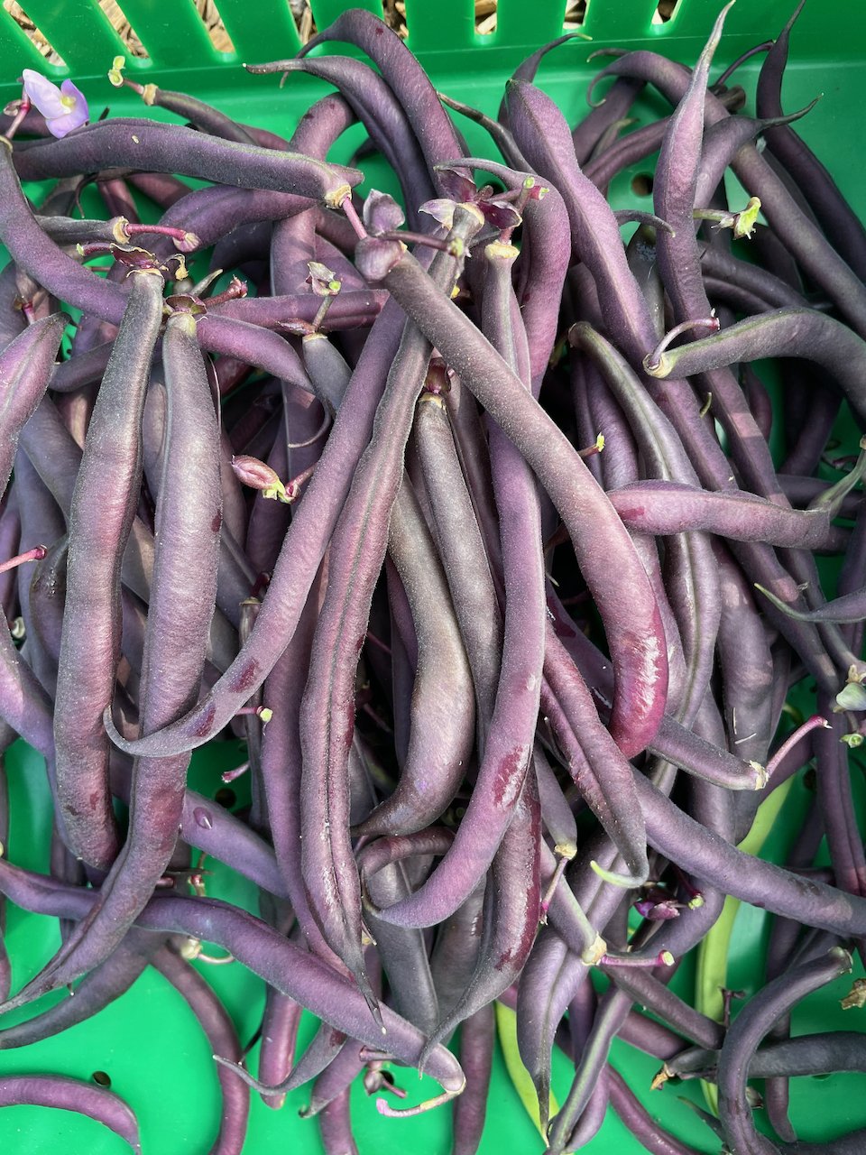 purplebeans.jpeg