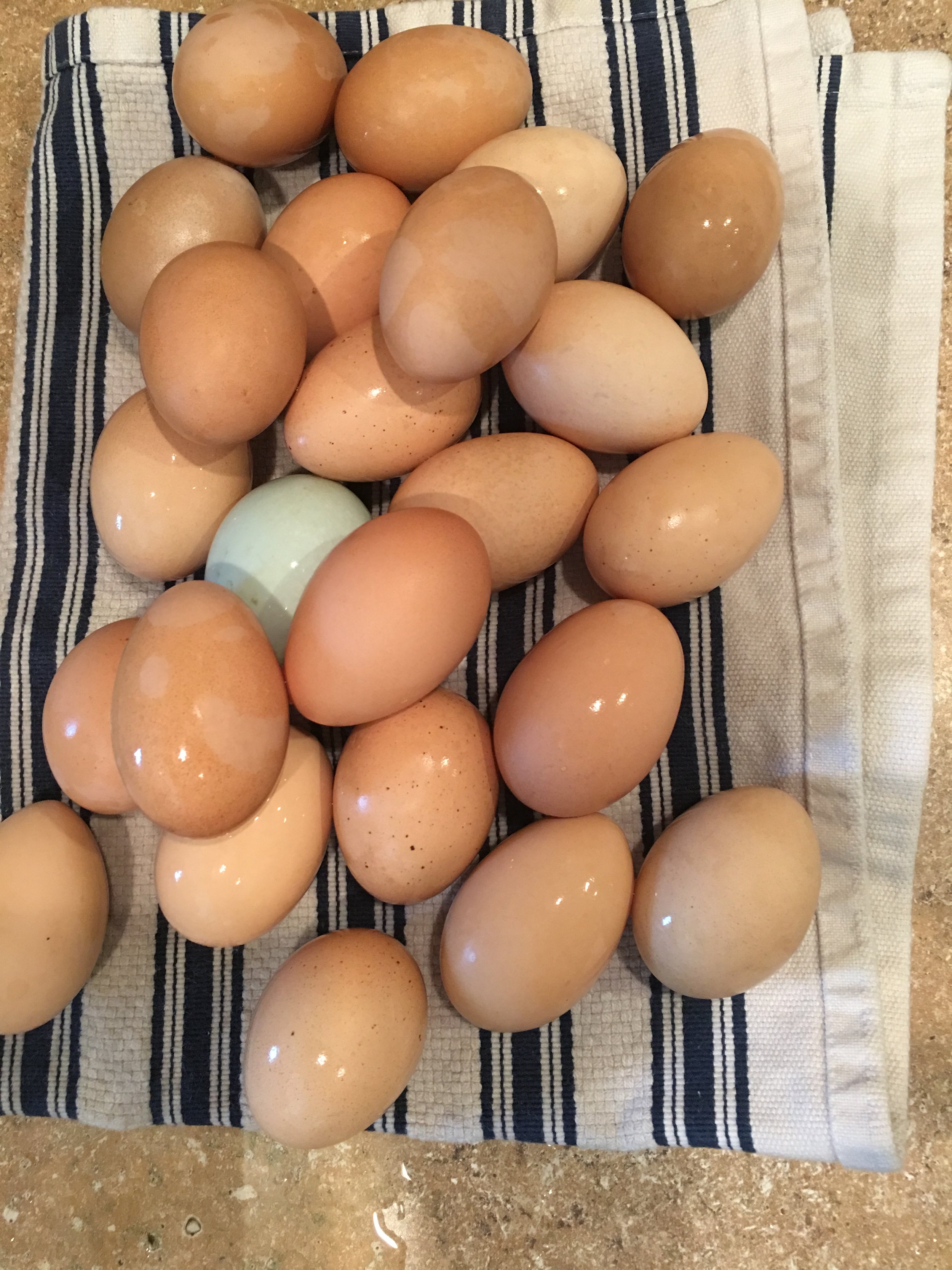 Chicken Eggs/ Dozen