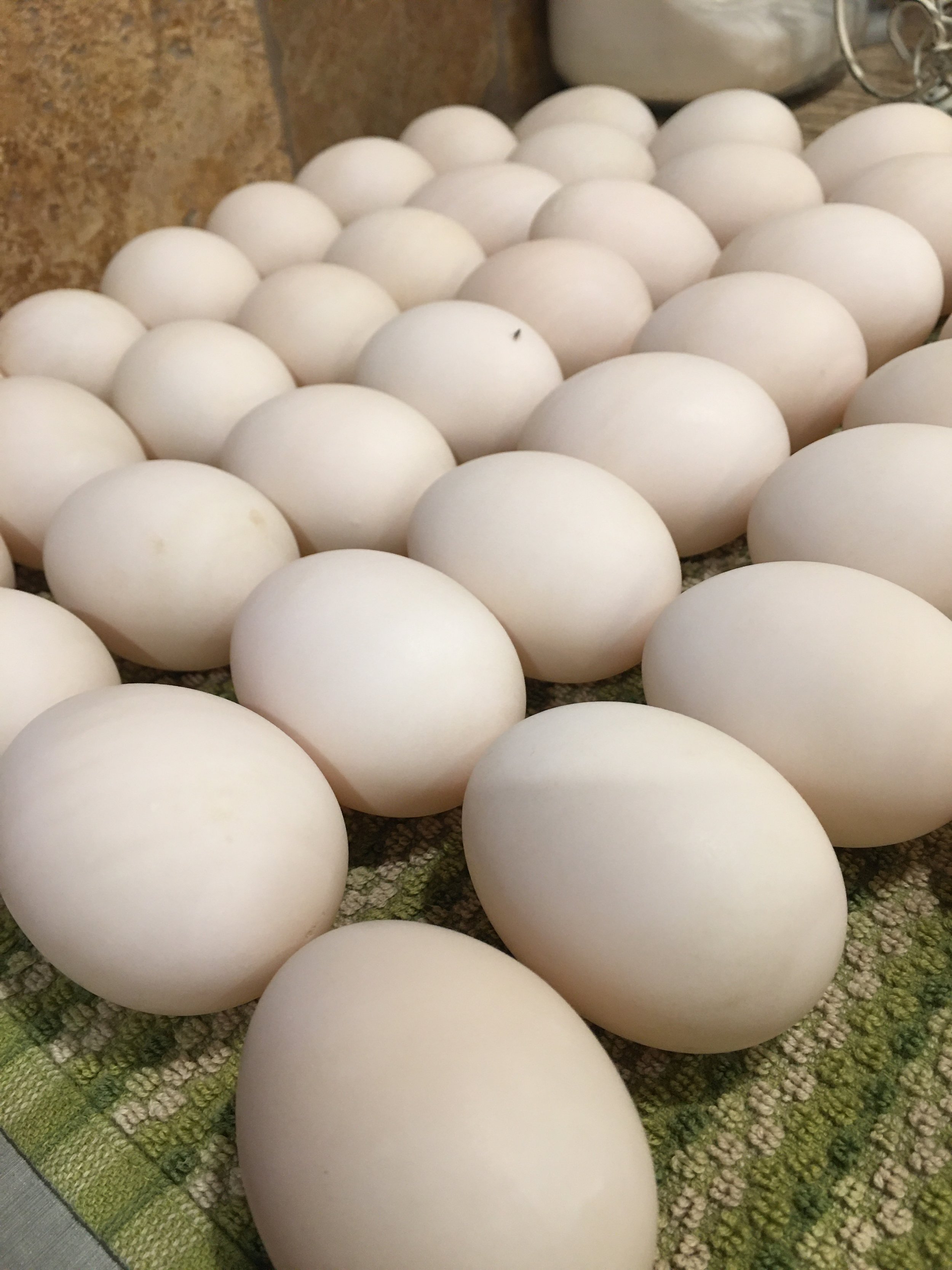 Free Range Duck Eggs/Dozen