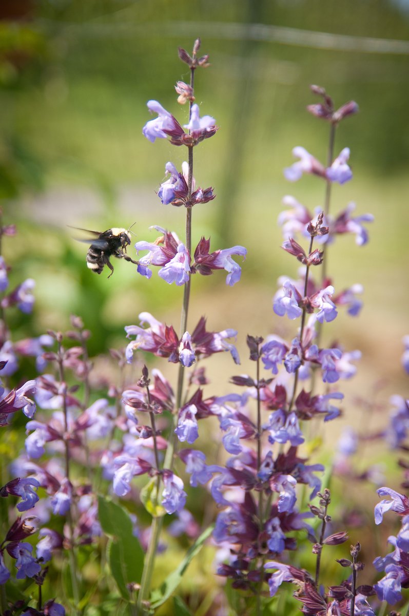 Bumblebee in flight approaching flowering purple salvia spikes.