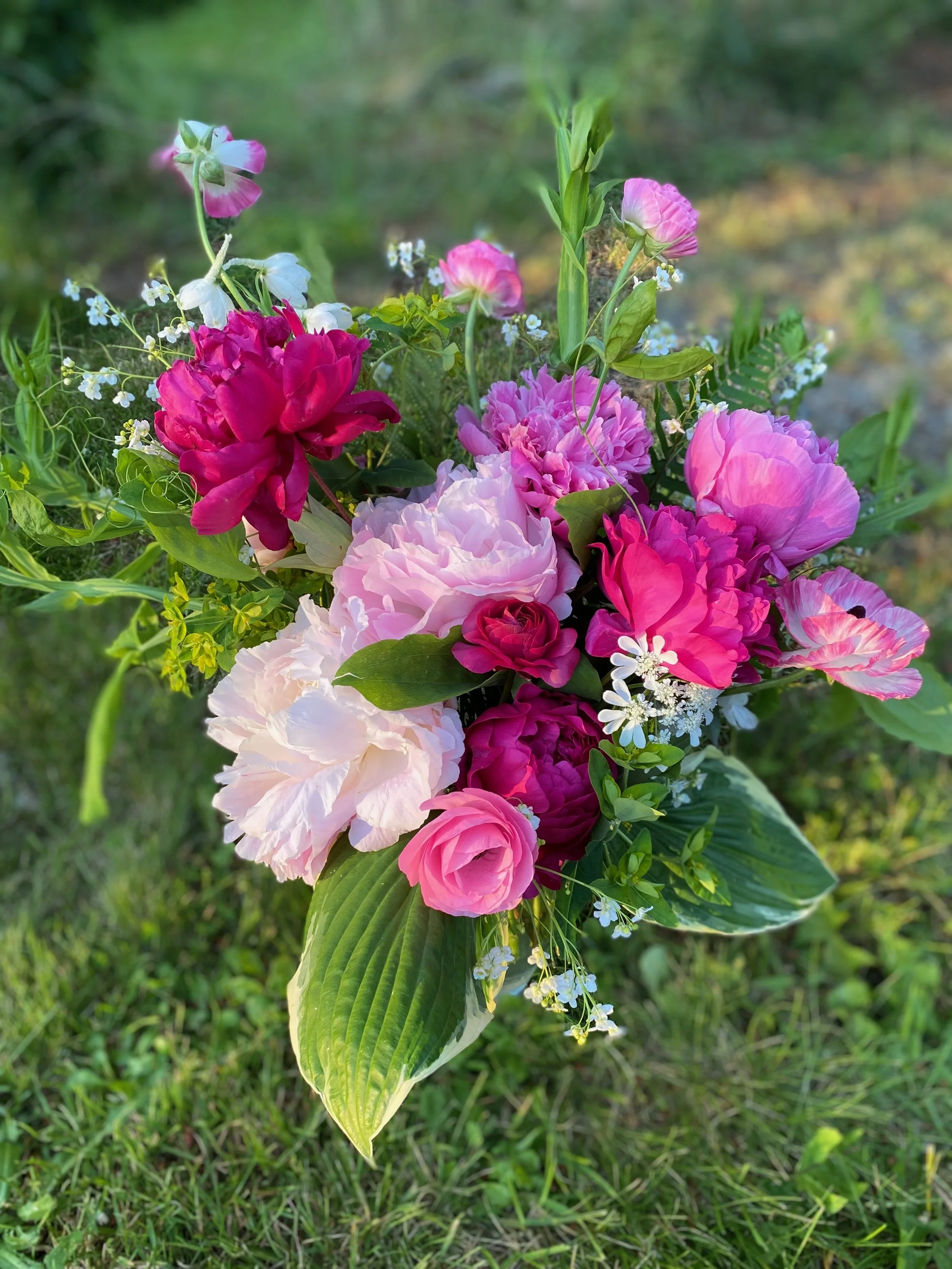 Lush, spring bridal bouquet made of light and dark pink peonies, pink ranunculus, and delicate white flowers. Curling wild sweet peas and hosta leaves support the flowers.