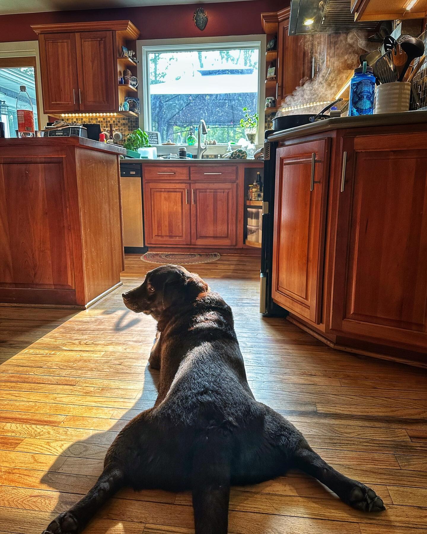 Day 131/365 I call this &ldquo;Spatchcocked Lab In The Kitchen&rdquo;
#labsofinstagram #waitingforfood #soakupthesun #squeezelifelikealemon #photoaday #changeyourperspective #flexyourcreativemuscle
#iphone14maxpro