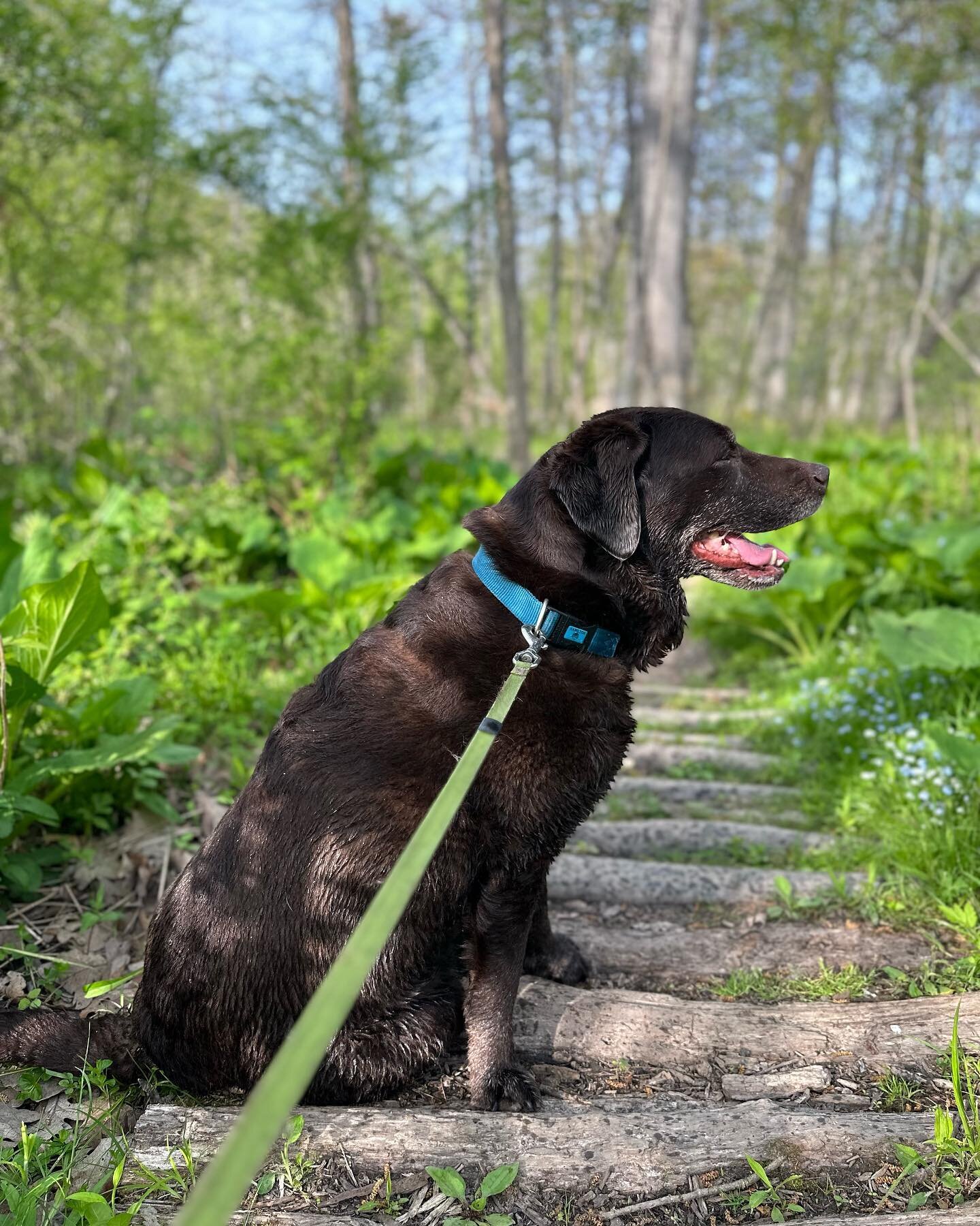 Day 138/365 I&rsquo;m not sure why, but I have this insistent, feeling that I&rsquo;m holding Mabel back in life. How many reproachful looks from a dog con a soul  take? #lablabor  #labsofinstagram #hikingpartner #120DaysOfSummer #squeezelifelikealem