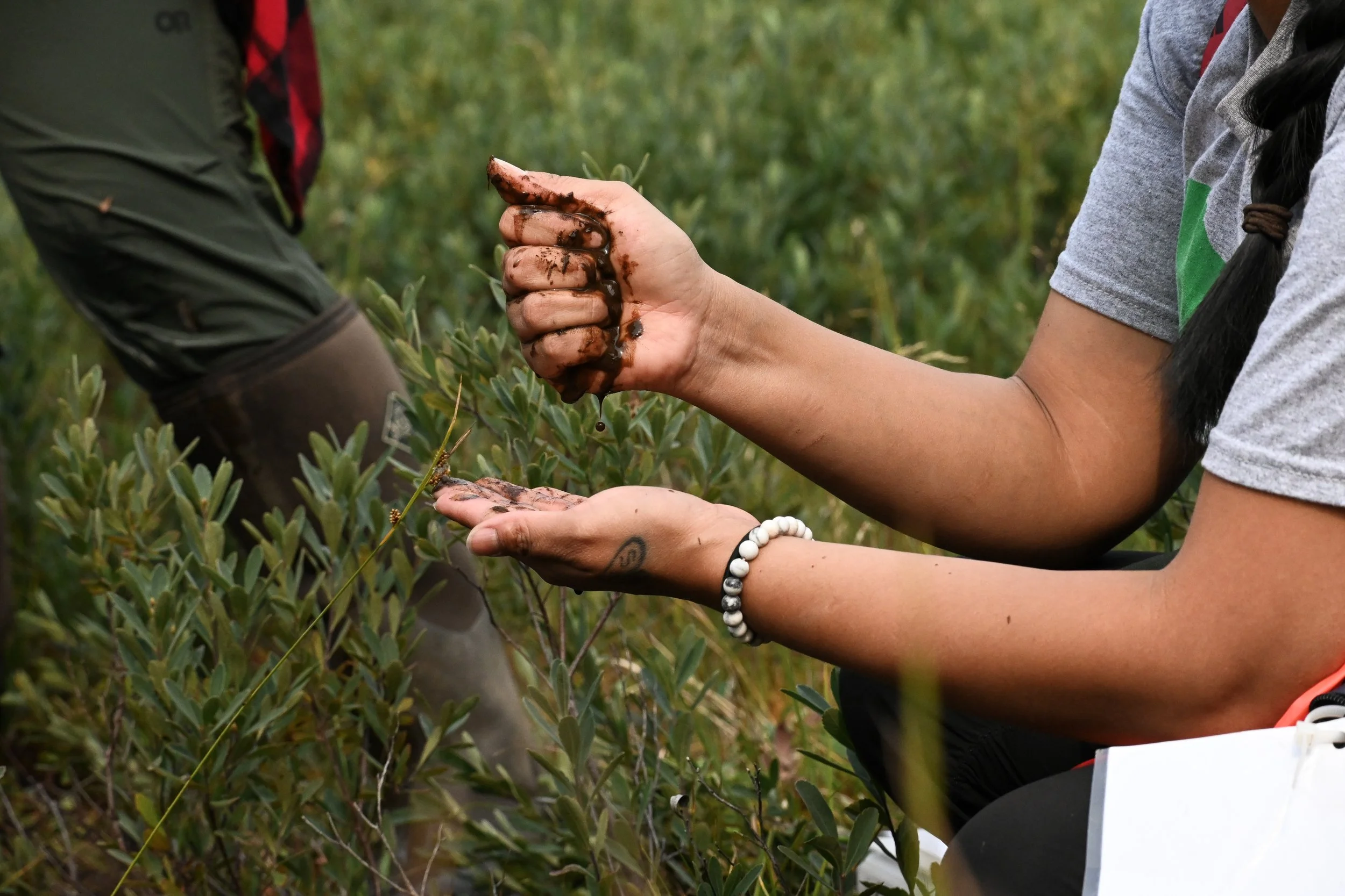 A person with a beaded bracelet on their wrist holds soil-dampened plant leaves with one hand while another person uses their hand to pick or examine a small green plant in a field of similar plants.