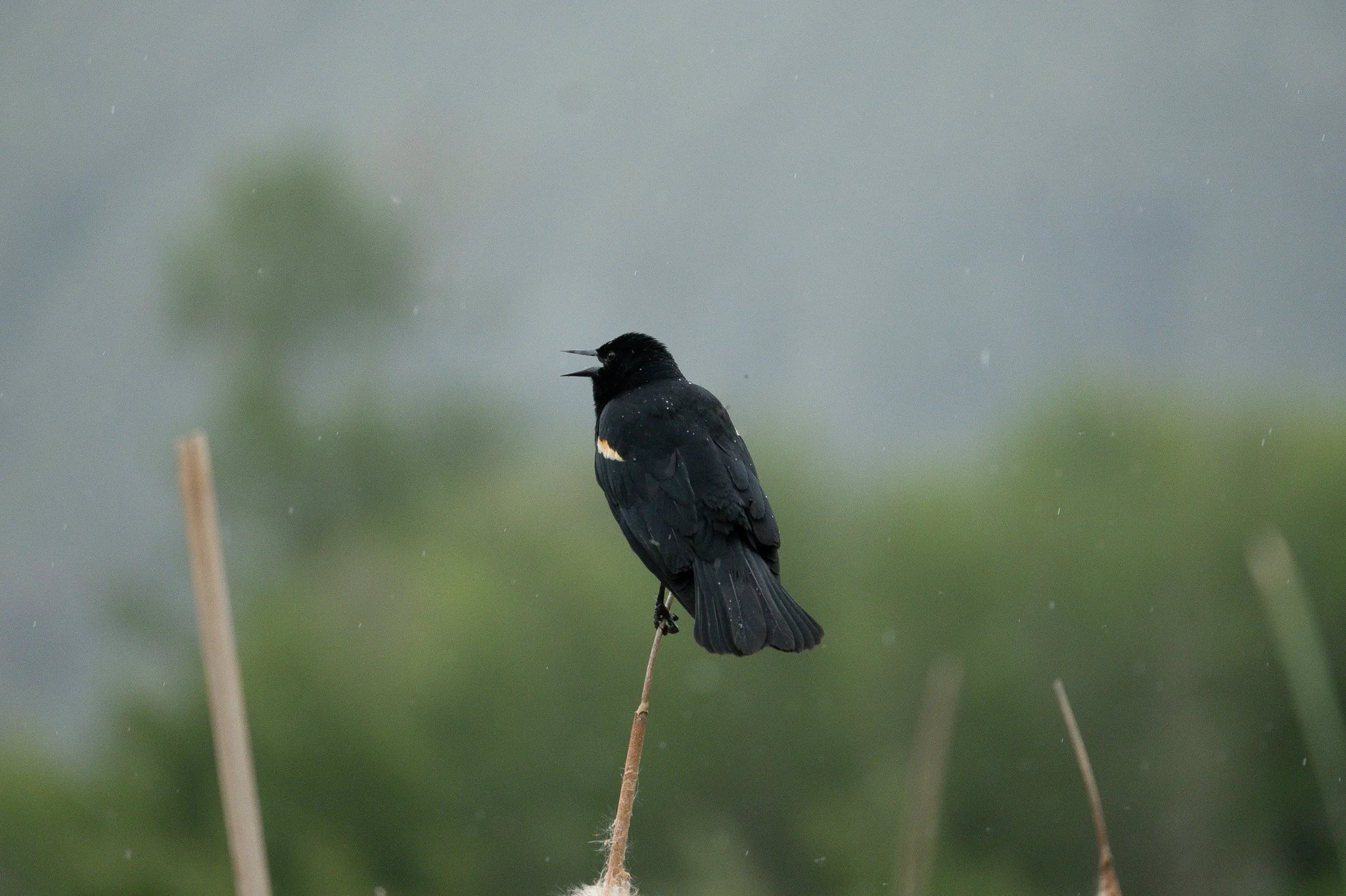 A black bird with a white patch on its wing sitting on a thin reed in a rainy, blurred natural background.