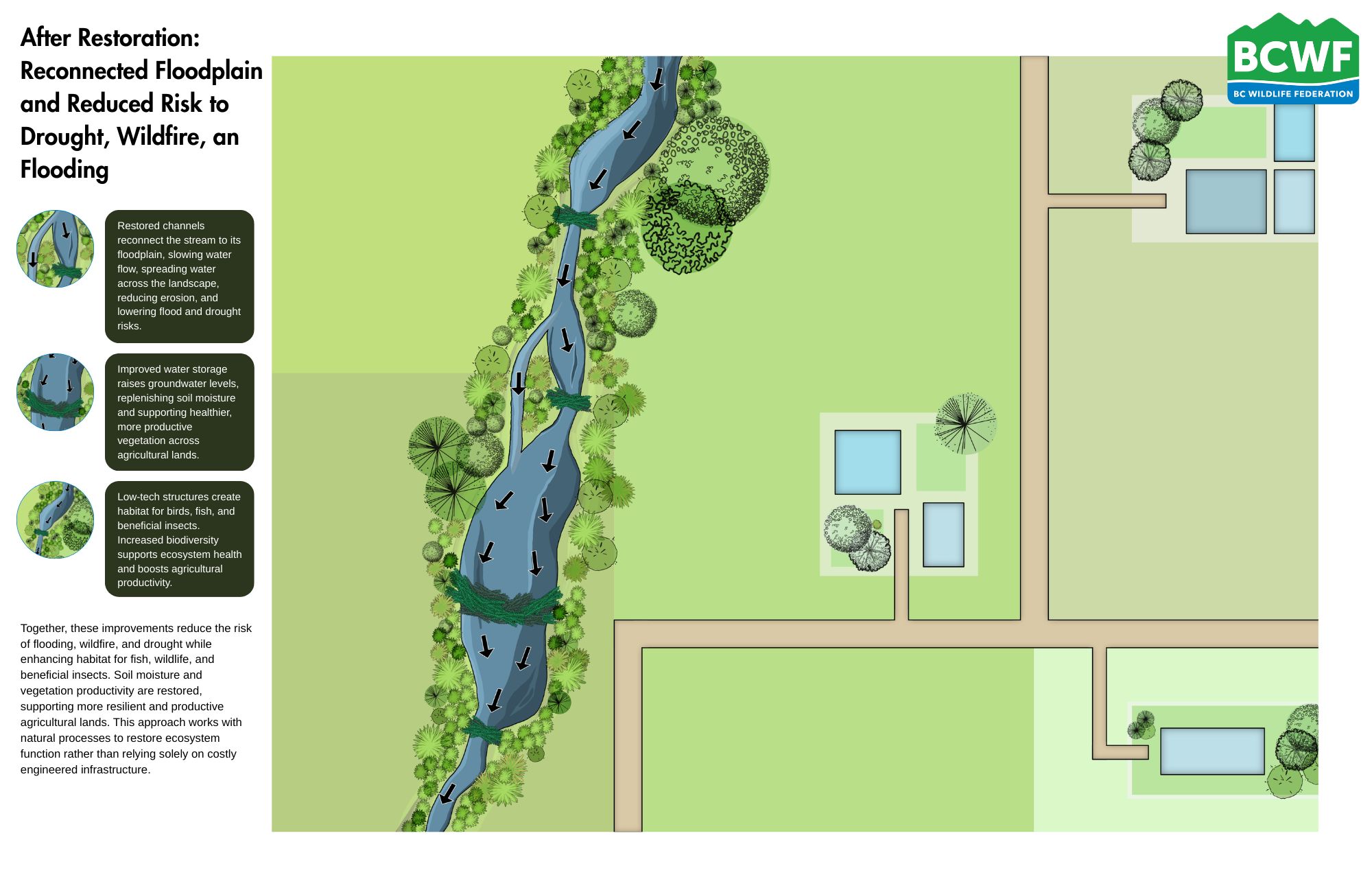 Pre- and Post-Restoration Illustration for B.C. Wildlife Federation [click to see all illustrations]
