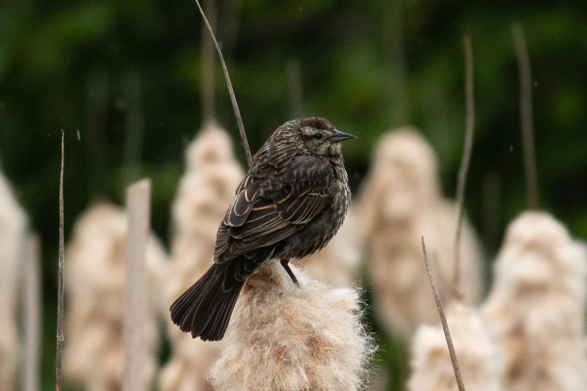 jamie-long-red-winged-blackbird-gintys (11).JPEG